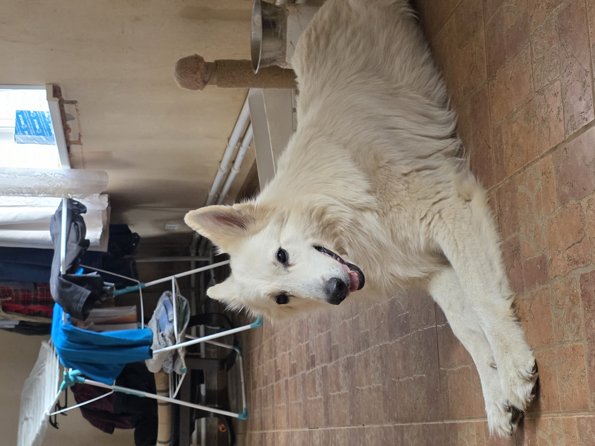 A white German Shepherd dog lies on a tiled floor in what appears to be a room in a residential building in Rechitsa, Russia. The dog is facing to the left of the frame, with its head turned towards the camera. Its mouth is slightly open, and its tongue is visible. In the background, there is a clothes drying rack with various items of clothing, a window with a curtain, and a cat scratching post. The walls are a neutral color and appear to be plaster. The overall impression is of a domestic scene.