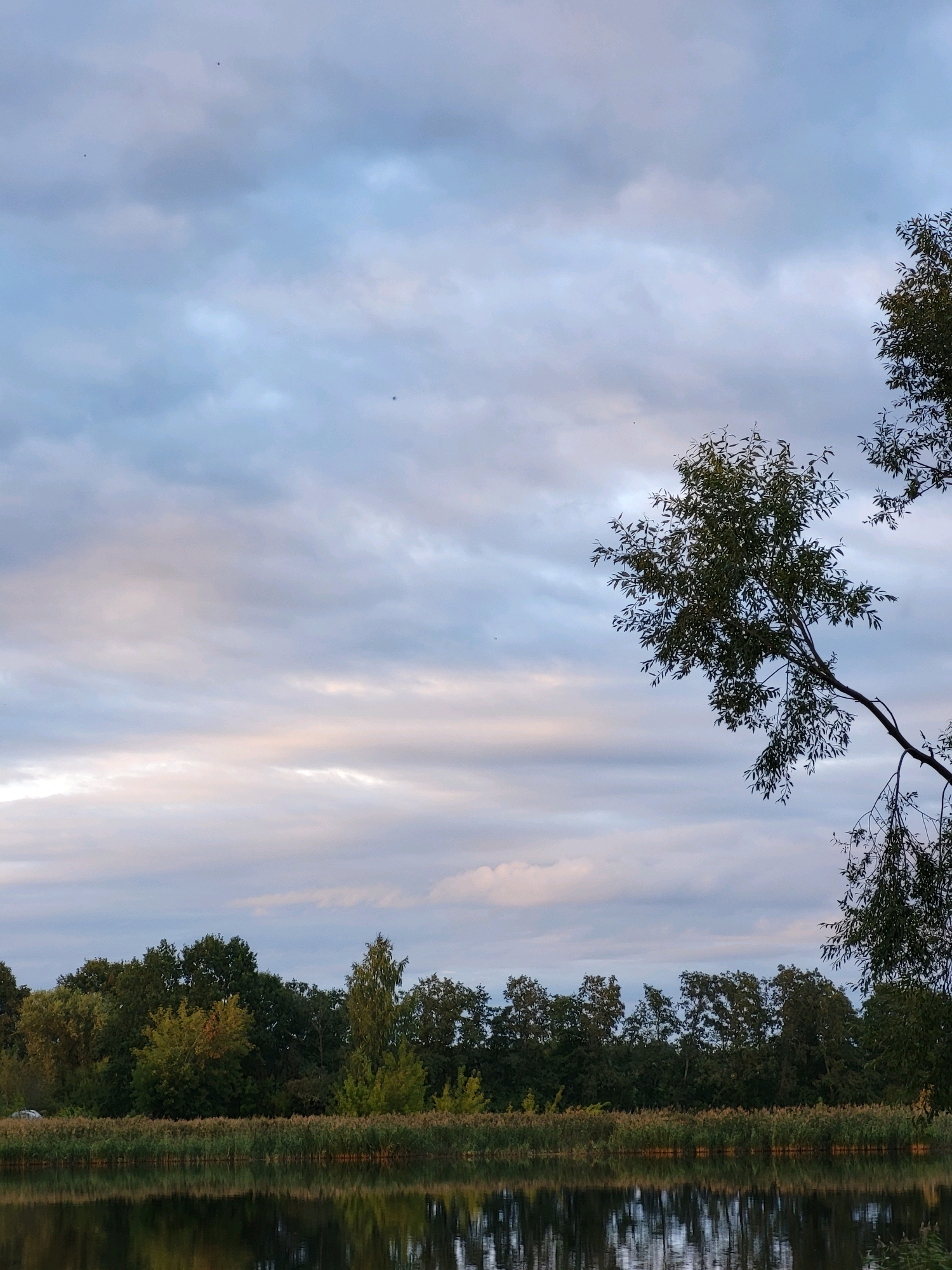 The image depicts a serene natural scene by a body of water, likely a lake or river, in Kalnciems, Latvia. The sky is filled with soft, diffused clouds, tinged with subtle hues of pink and pale blue, suggesting either early morning or late afternoon light. Several distant, small dark specks, possibly birds or insects, are visible against the sky.
In the foreground, the calm water reflects the overhanging trees and the sky, creating a mirror-like effect. A line of reeds or tall grasses borders the water's edge, adding a textural element to the scene. Beyond the reeds, a dense line of trees forms a dark green backdrop. The foliage is varied, with some trees appearing taller and more slender, while others are broader and more rounded. The leaves are predominantly green, with some hints of yellow and lighter green, indicating the transition of seasons.
On the right side of the frame, a large tree with thin, arching branches extends into the sky. Its leaves are a deep green, and the branches are silhouetted against the cloudy sky. The overall impression is one of tranquility and natural beauty, a common characteristic of the landscape in Kalnciems, which is known for its natural surroundings and proximity to the Lielupe River. There are no people or visible signs of human activity in this particular frame.