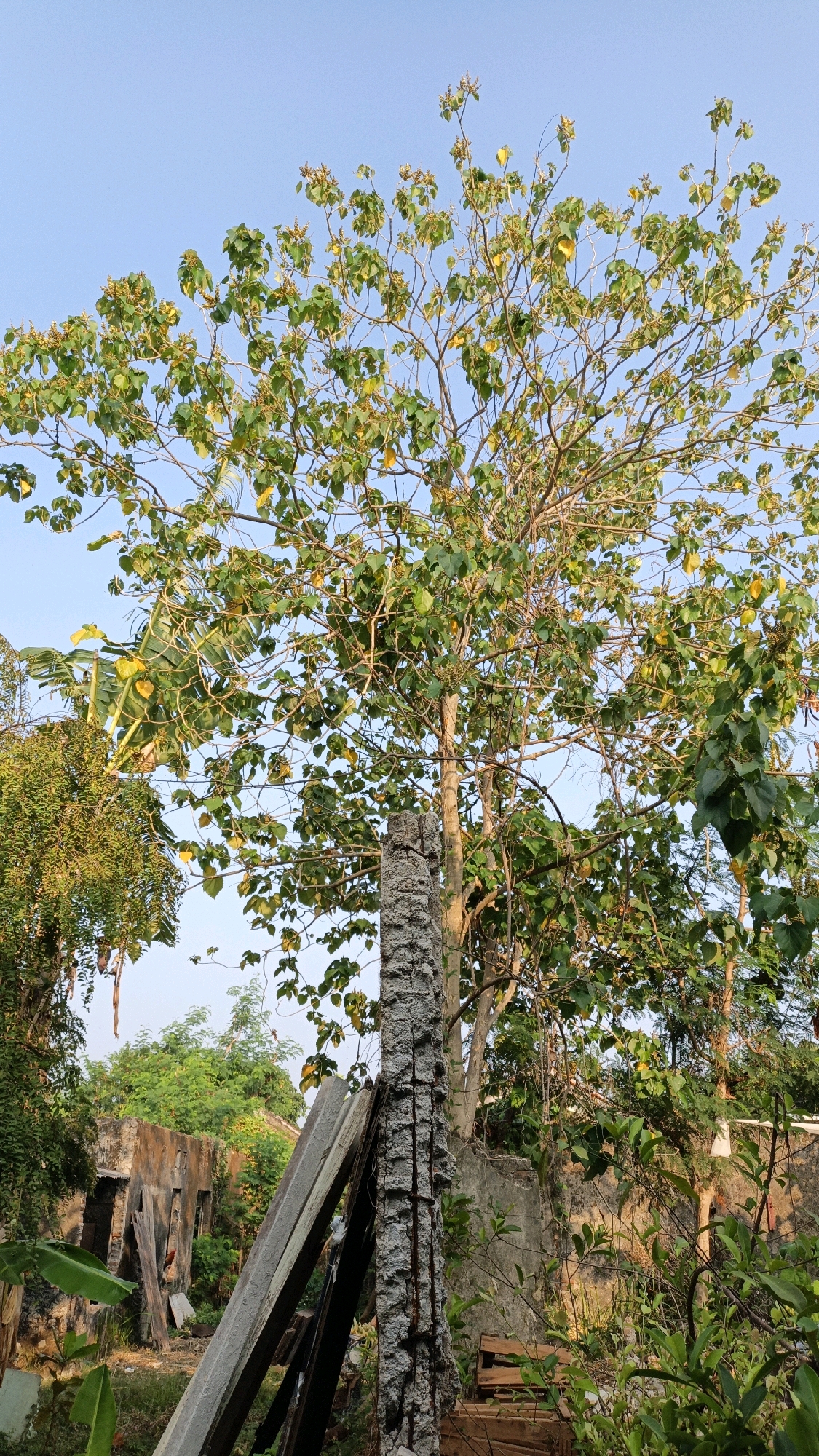 The image depicts an outdoor scene with overgrown vegetation and remnants of a structure. In the foreground, a weathered, cylindrical concrete pillar with exposed rebar stands prominently. Leaning against it are several wooden planks and what appears to be a fragment of a wooden pallet. Behind this, a large tree with abundant green and yellowing leaves dominates the upper portion of the frame, its branches reaching towards a clear blue sky. To the left of the pillar, the ruins of a building are visible, characterized by crumbling concrete walls and exposed doorways or windows. The surrounding area is lush with various plants and trees, suggesting a rural or neglected urban environment. There are no people or animals present in the image. The scene appears to be located in the city of Cikal, Indonesia, based on the provided context.