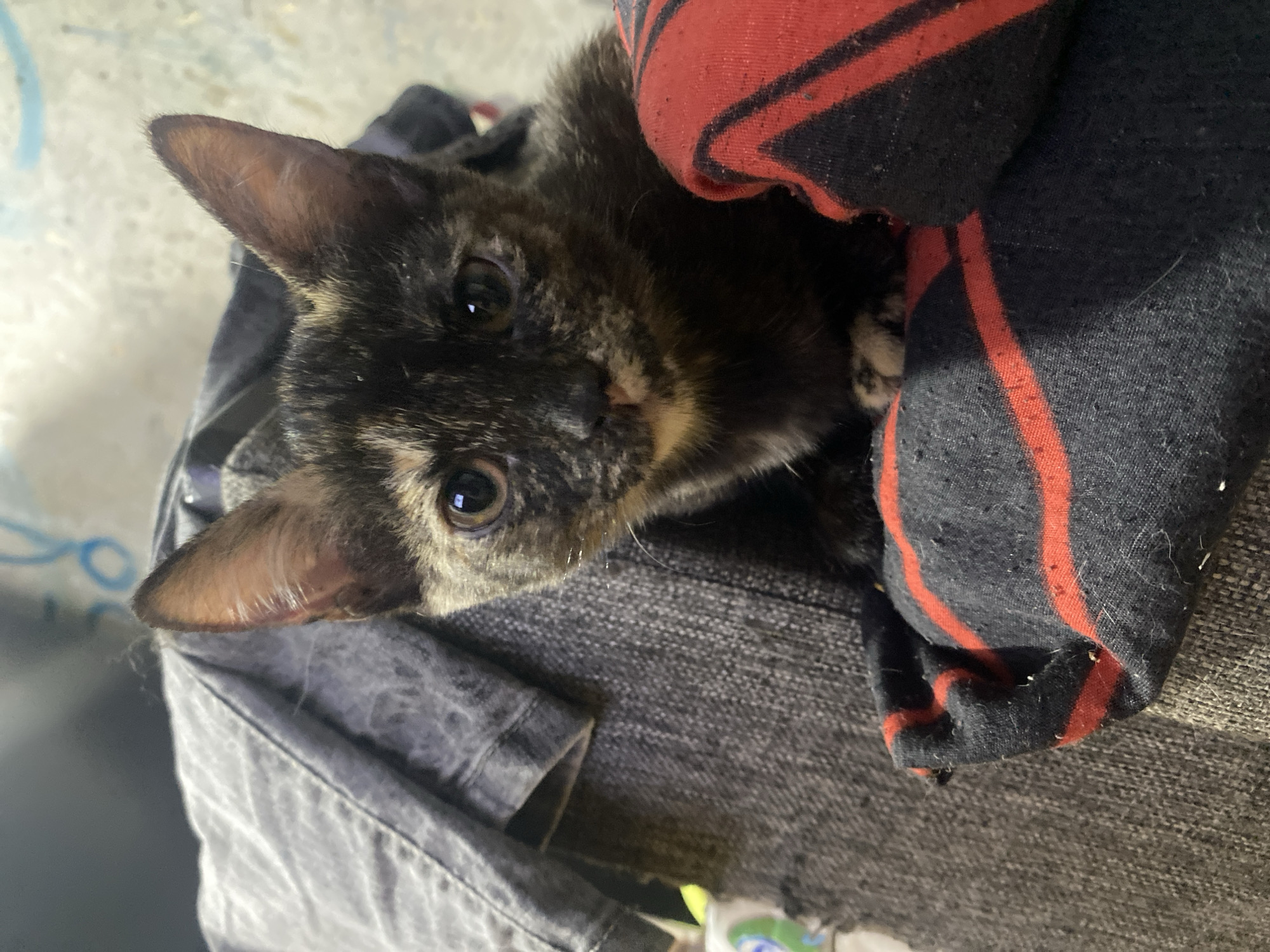 A close-up, eye-level shot shows a tortoiseshell kitten nestled amongst folded dark grey and black fabrics. The kitten is the focal point, with its face turned towards the camera. Its fur is a mix of black, brown, and tan, with distinct markings around its eyes and on its muzzle. The kitten has large, alert eyes and prominent ears. In front of the kitten, there is a black fabric with red stripes, appearing to be a rolled-up piece of clothing or blanket. To the left of the kitten, dark grey fabric is visible, possibly denim, folded in a layered manner. The background is out of focus, showing a mottled texture and a hint of blue markings. The scene is indoors, with artificial lighting.