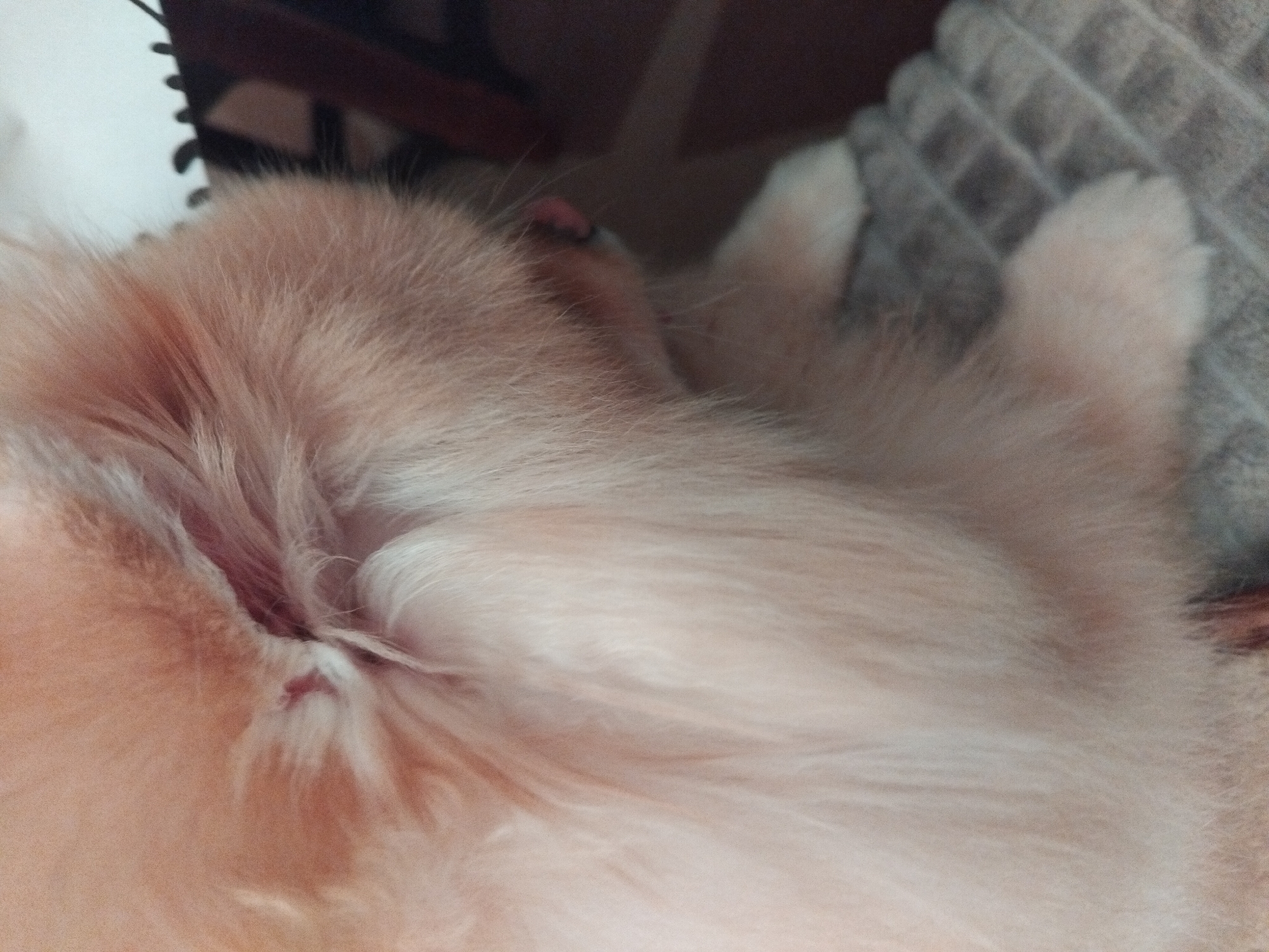 The image is a close-up, slightly blurry photograph of the hindquarters of a light-colored, fluffy dog. The dog appears to be sitting on a textured, grey surface, possibly a mat or blanket. The lighting is dim, and the focus is on the dog's fur, which is predominantly a peachy-pink or light apricot color. The fur is long and soft, obscuring most of the dog's body. A small portion of the dog's underside, including what appears to be its anus, is visible. The background is dark and indistinct, suggesting an indoor environment. There is no indication of the location in Apriltsi, Bulgaria, or any specific actions, interactions, or environmental details that would allow for such a designation.