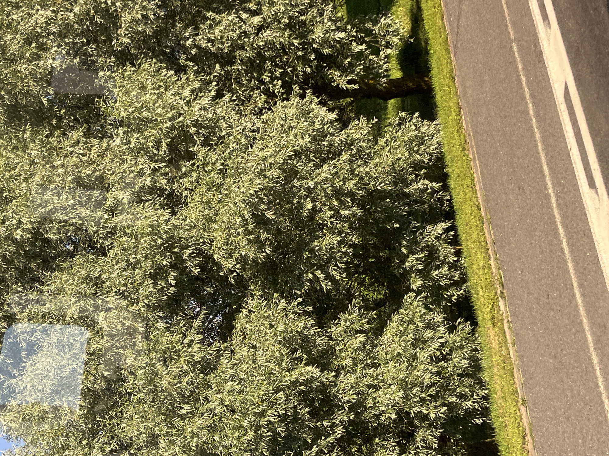 The image shows a tree with silvery-green leaves situated next to a road. The tree is dense and fills most of the frame, with sunlight filtering through its branches. The road in the foreground is asphalt and has white markings. A strip of green grass separates the road from the tree. The scene appears to be outdoors, possibly in a park or along a roadside. There are no people or animals visible in the image. The presence of what appears to be a reflection of the sky and possibly buildings in the upper left corner suggests the photo may have been taken through a window.