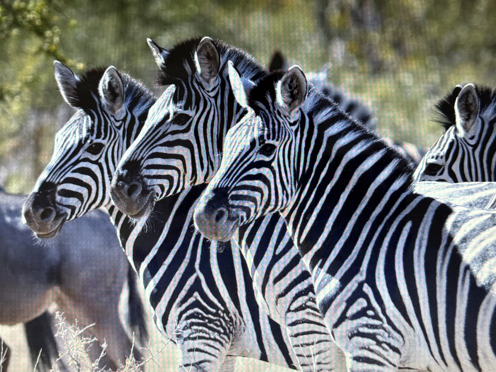 The image shows a close-up view of the heads and upper bodies of three zebras standing in a line. Their distinctive black and white stripes are the dominant feature. The zebras are facing towards the viewer's left, with their heads turned slightly. The background is blurred and appears to be a natural environment with some dry vegetation in the foreground. There is no indication of the city of Pushkino, Russia, in the image.