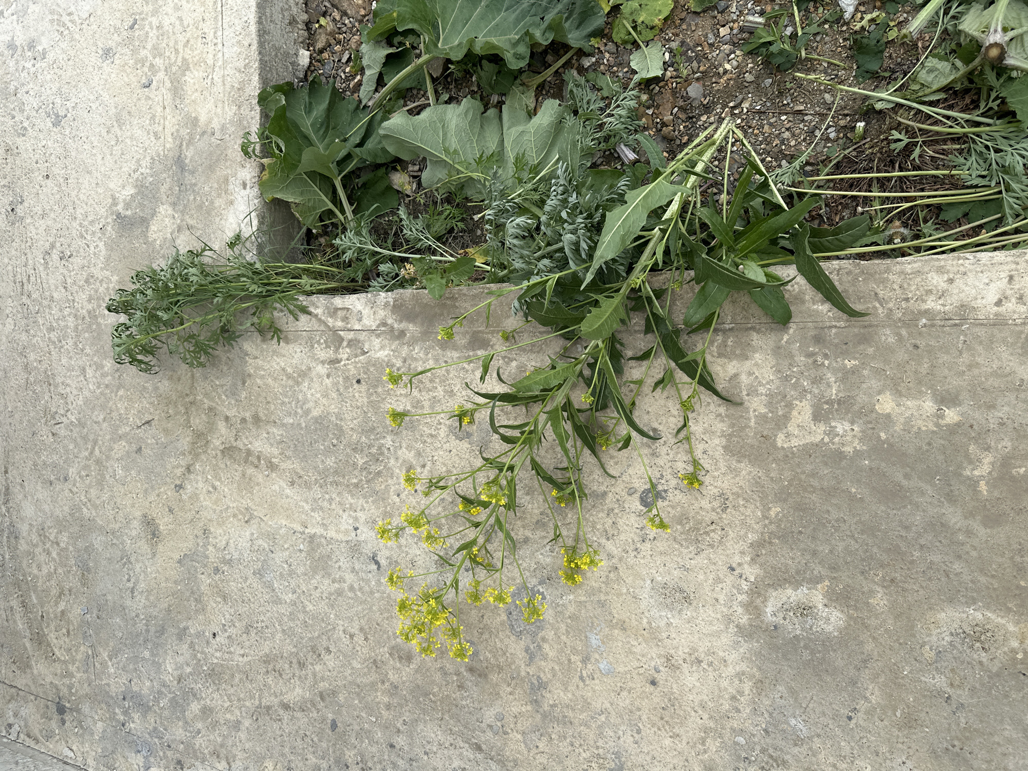 The scene depicts weeds and plants lying on a concrete surface, likely a sidewalk or patio, at an unspecified location. The plants include leafy green foliage of varying sizes, some with yellow flowers. The surrounding area appears to be a patch of soil with scattered stones and debris. The concrete is stained and textured, suggesting outdoor exposure.