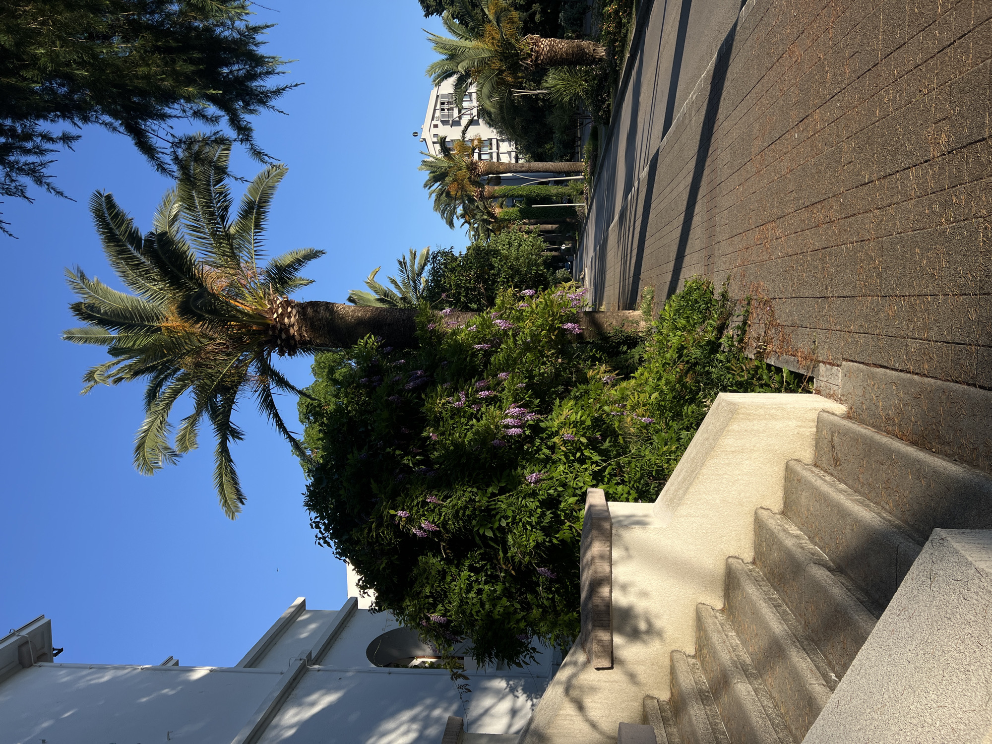 The image depicts a tranquil street scene in Bar, Montenegro, under clear blue skies with strong sunlight. In the immediate foreground on the left, a light-colored, rough-textured concrete or stone staircase ascends towards the upper left, casting distinct shadows on its steps and a low retaining wall. Adjacent to the stairs and partially obscuring a white building with arched architectural elements, a large, dense green bush or vine, identified as Wisteria due to its prominent clusters of purple flowers, dominates the left midground.
To the right of the vegetation, a paved pedestrian sidewalk, constructed from rectangular gray blocks, extends into the distance, paralleling an asphalt road. Numerous small, reddish-brown detritus, possibly dried leaves or needles, litter the sidewalk surface. Long, dark shadows from trees are cast across both the sidewalk and the road, indicating a low sun angle.
The road itself is an asphalt surface, appearing to be a two-lane thoroughfare with a faint white line visible further down. It is lined by numerous tall palm trees with green fronds and robust trunks, as well as several slender, columnar green trees, likely cypress varieties.
In the background, on the right side of the road, a multi-story, light-colored building with numerous balconies, dark-framed windows, and several rooftop satellite dishes is prominently visible. Additional buildings and dense green vegetation are scattered further along the street. The sky above is entirely clear and bright blue. No individuals or animals are visible within the frame. A small, dark, elongated object is discernible high in the sky in the upper left quadrant.