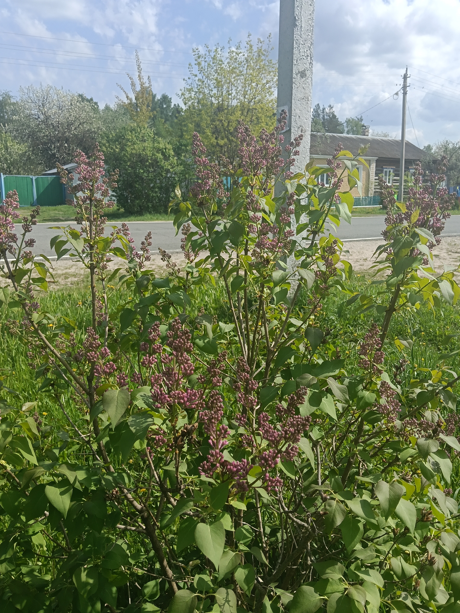 A photograph captures a lilac bush with purple flower buds in the foreground, set against the backdrop of a residential scene in Красный Маяк, Russia. The bush is densely foliated with green leaves and multiple stems sprouting from its base.
Behind the bush, a paved road stretches horizontally across the frame, bordered by grassy areas. In the distance, a light-colored, single-story house with a green picket fence is visible. To the left of the house, another green fence surrounds a property.
Overhead, utility lines crisscross the sky under a partly cloudy sky. A concrete utility pole stands near the bush, adding a vertical element to the scene. The general ambiance of the photograph suggests a peaceful, sunny day in a suburban or rural area.