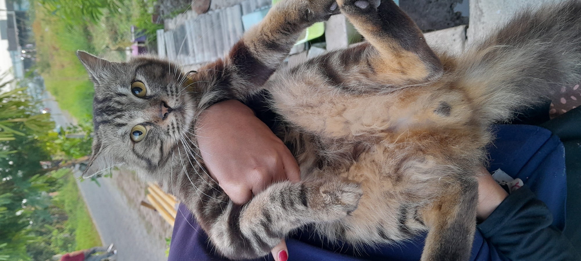 A tabby cat is held by an individual with dark blue clothing, in what appears to be an outdoor, rural setting. The cat's underside is visible, revealing its fur and anatomy. In the background, a paved road with a person walking and vegetation can be seen. The location is identified as Bendungan, Indonesia.