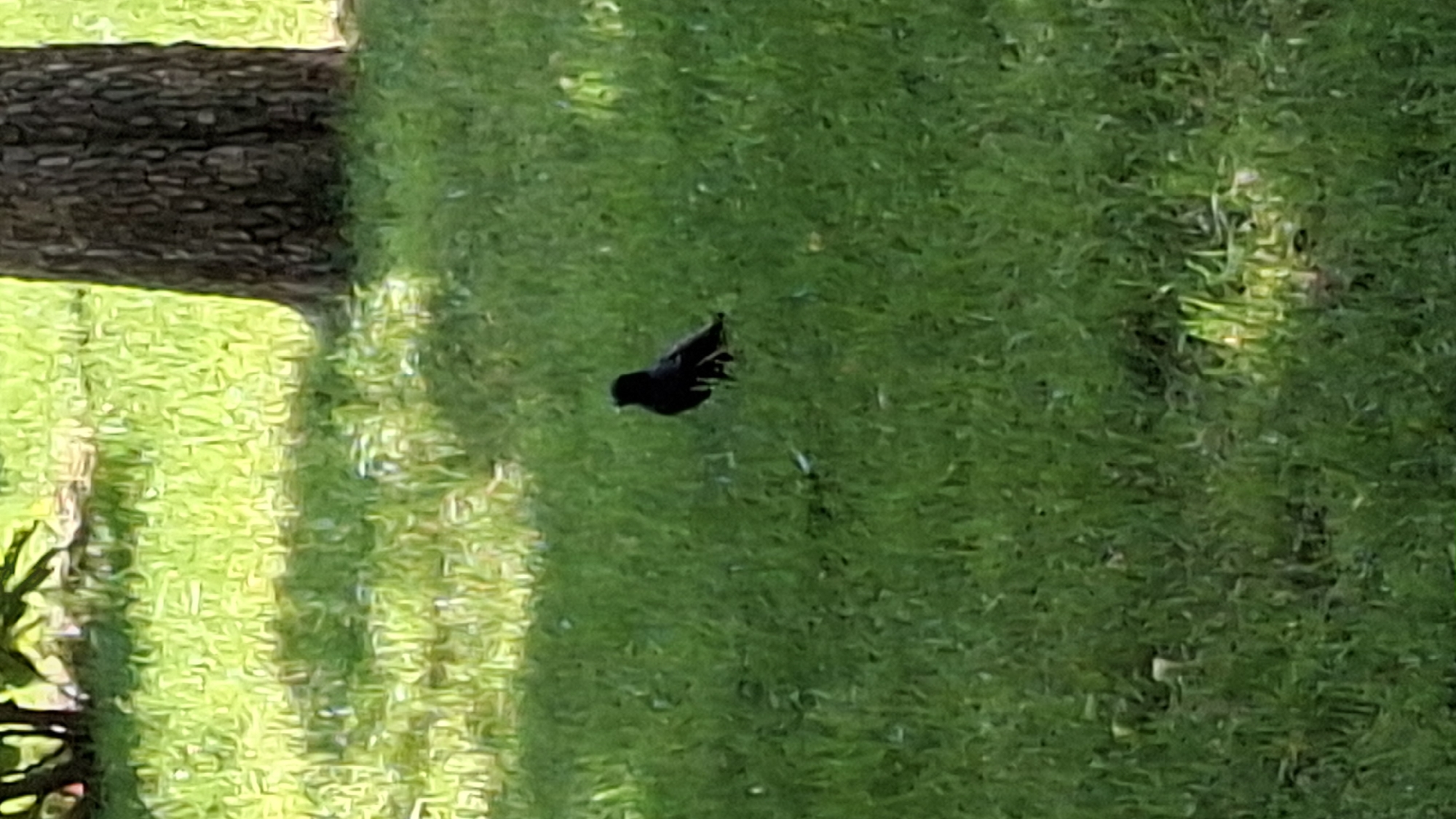 A lone black bird stands on a grassy lawn in front of a large tree trunk. The sun casts shadows on the lawn, suggesting an outdoor setting, possibly a park or garden. The image does not provide any specific landmarks or details that would allow for identification of a location within the city of Plovdiv, Bulgaria.