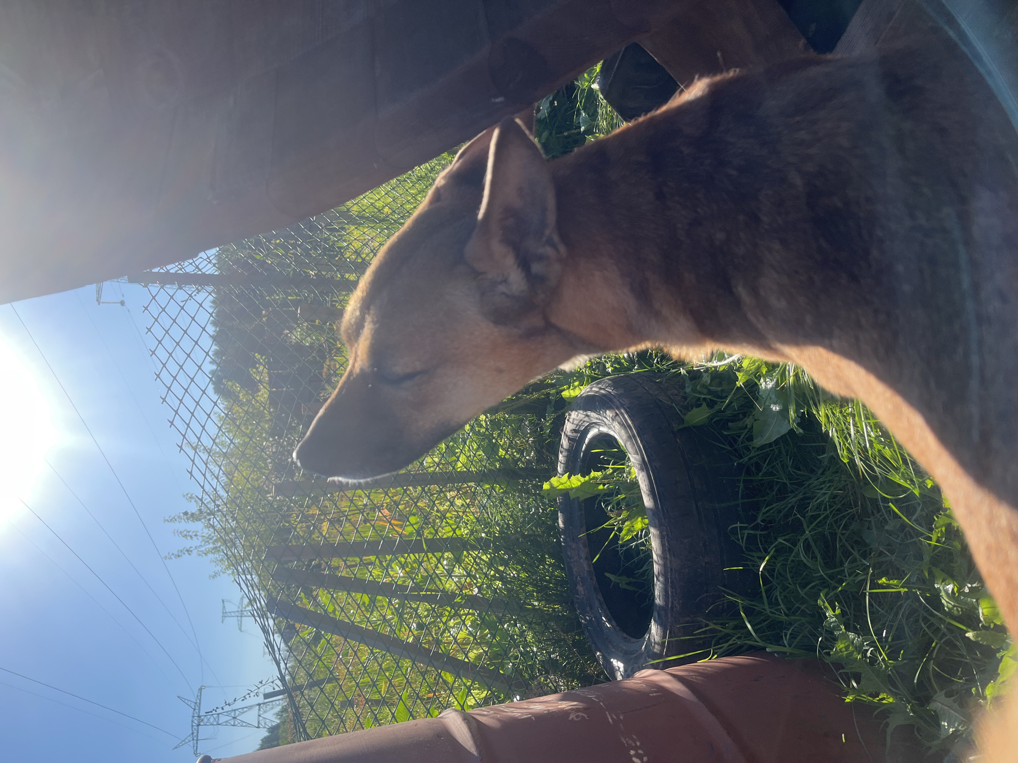 The image captures a dog with reddish-brown fur in an outdoor setting. The dog is looking upwards, with its head tilted back. In the background, a chain-link fence, green vegetation, and power lines with pylons are visible under a bright, sunny sky. A worn tire filled with grass sits on the ground. A rusty barrel is on the left, and a wooden structure is on the right. The scene appears to be in a yard or an undeveloped area, possibly on the outskirts of Nizhny Tagil, Russia, given the presence of industrial power infrastructure. The lighting suggests it is daytime, likely late morning or early afternoon, with the sun positioned high in the sky.