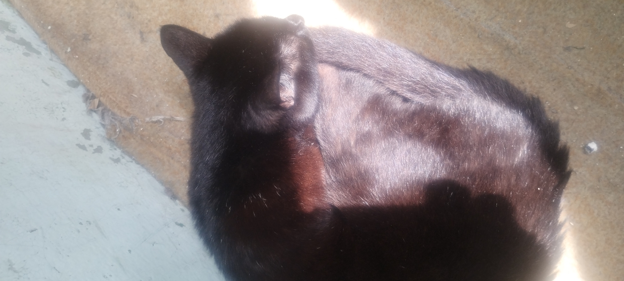 A black cat is napping on a textured surface, likely a rug or coarse fabric, near a wall. Sunlight casts a warm glow on the cat's fur, highlighting its sleek coat and creating shadows. The wall appears to be made of a light-colored material with some signs of wear or peeling paint. The scene is devoid of human presence and suggests a peaceful, ordinary moment. Without further context, the specific location within Zaporizhzhia, Ukraine cannot be determined from the image alone.