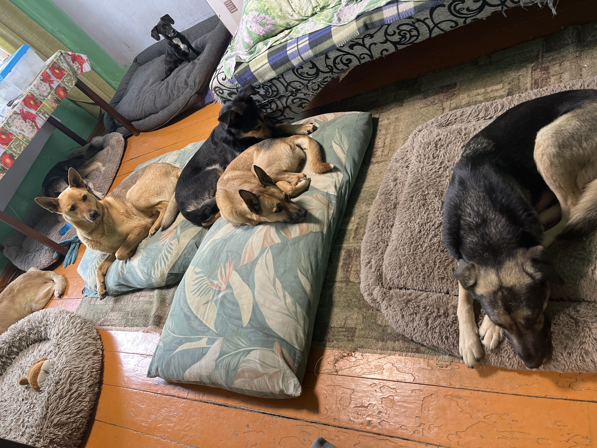 This is a medium-angle shot of a room, likely in Nizhny Tagil, Russia, filled with dogs on various dog beds and pillows. In the foreground, a large dog with black, brown, and tan markings is sleeping on a fuzzy brown dog bed, its head resting on its paws. To the left, another fuzzy round dog bed contains a small stuffed toy that resembles an acorn. Behind this, a tan-colored dog is lying down on a patterned pillow. Adjacent to it are two more dogs: a black dog on top and a tan dog underneath. Further to the right, a gray dog bed is occupied by a small black and white dog. The floor appears to be made of worn, orange-painted wood planks, and a patterned rug lies beneath some of the dog beds. In the background, a table with a floral tablecloth is visible, along with green painted walls. The overall impression is a domestic scene with multiple dogs resting in a relaxed environment.