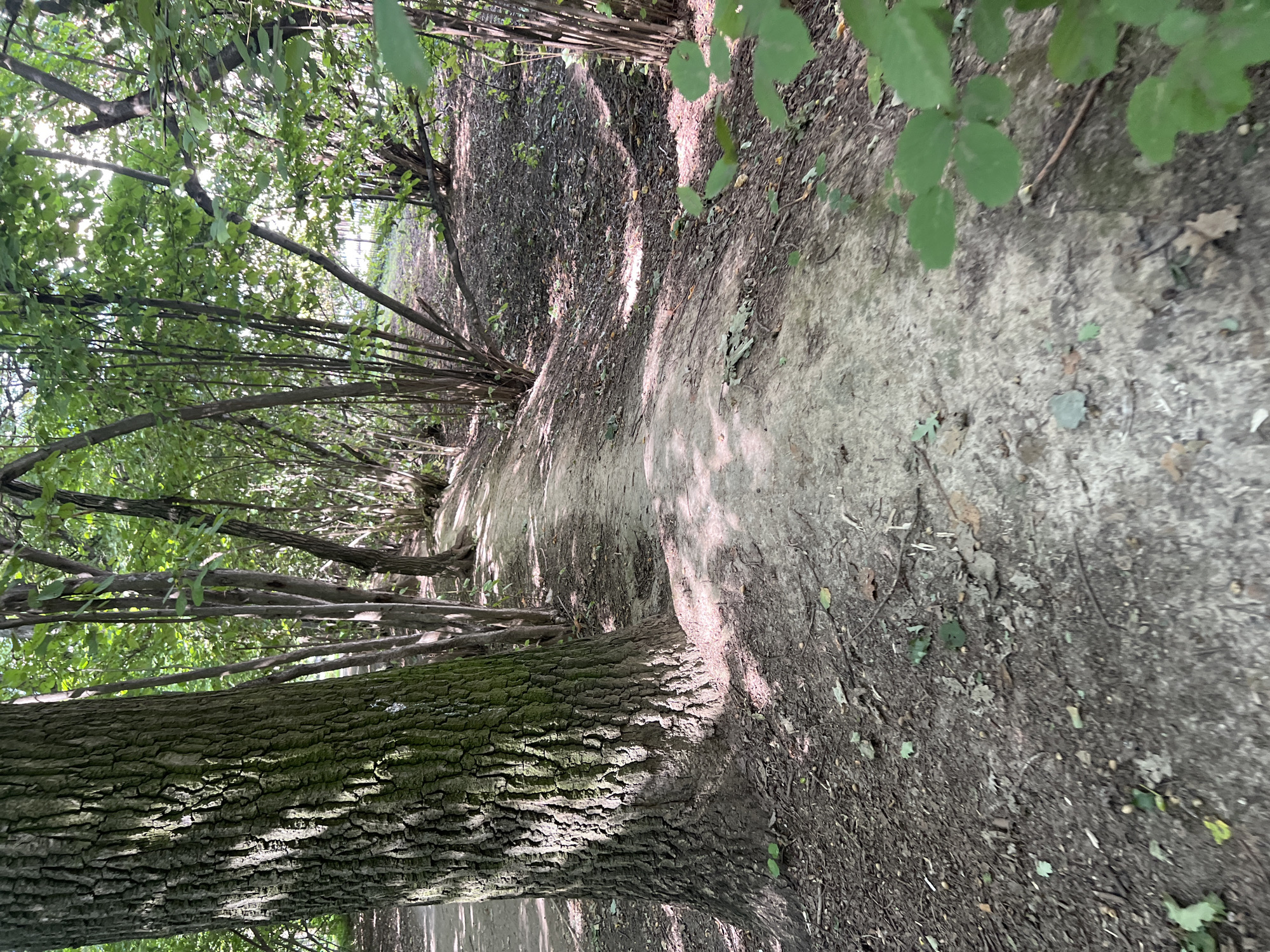 The image depicts a dirt path winding through a wooded area. The path is surrounded by trees of varying sizes and densities, with a prominent, thick tree trunk on the left side of the frame. The ground is covered in dirt, fallen leaves, and some small twigs. Sunlight filters through the canopy, casting dappled shadows on the path and the surrounding foliage. The scene appears to be a natural or semi-natural park setting. Without specific landmarks or identifying features, it is impossible to determine the exact location within Moscow, Russia. There are no people, animals, or man-made structures visible in the image.