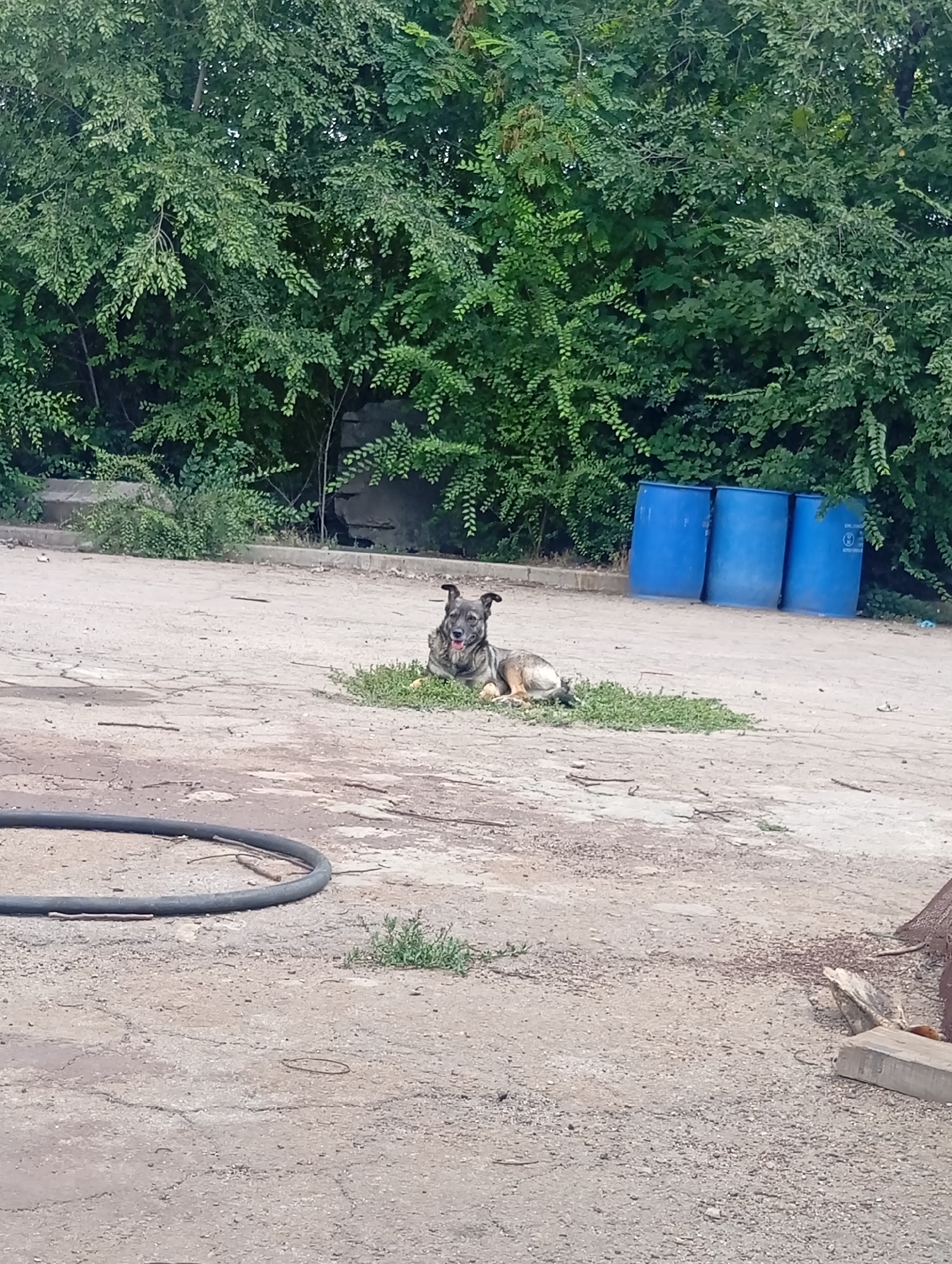 A medium-sized, multi-colored dog is lying down on a patch of green grass in the middle of a dusty, cracked outdoor area. The dog's tongue is hanging out. Behind the dog, to the right, are three large blue barrels. In the background, a dense wall of green trees and foliage stretches across the scene. To the left of the dog, a dark, coiled hose lies on the ground. The overall environment appears to be an industrial or storage area.