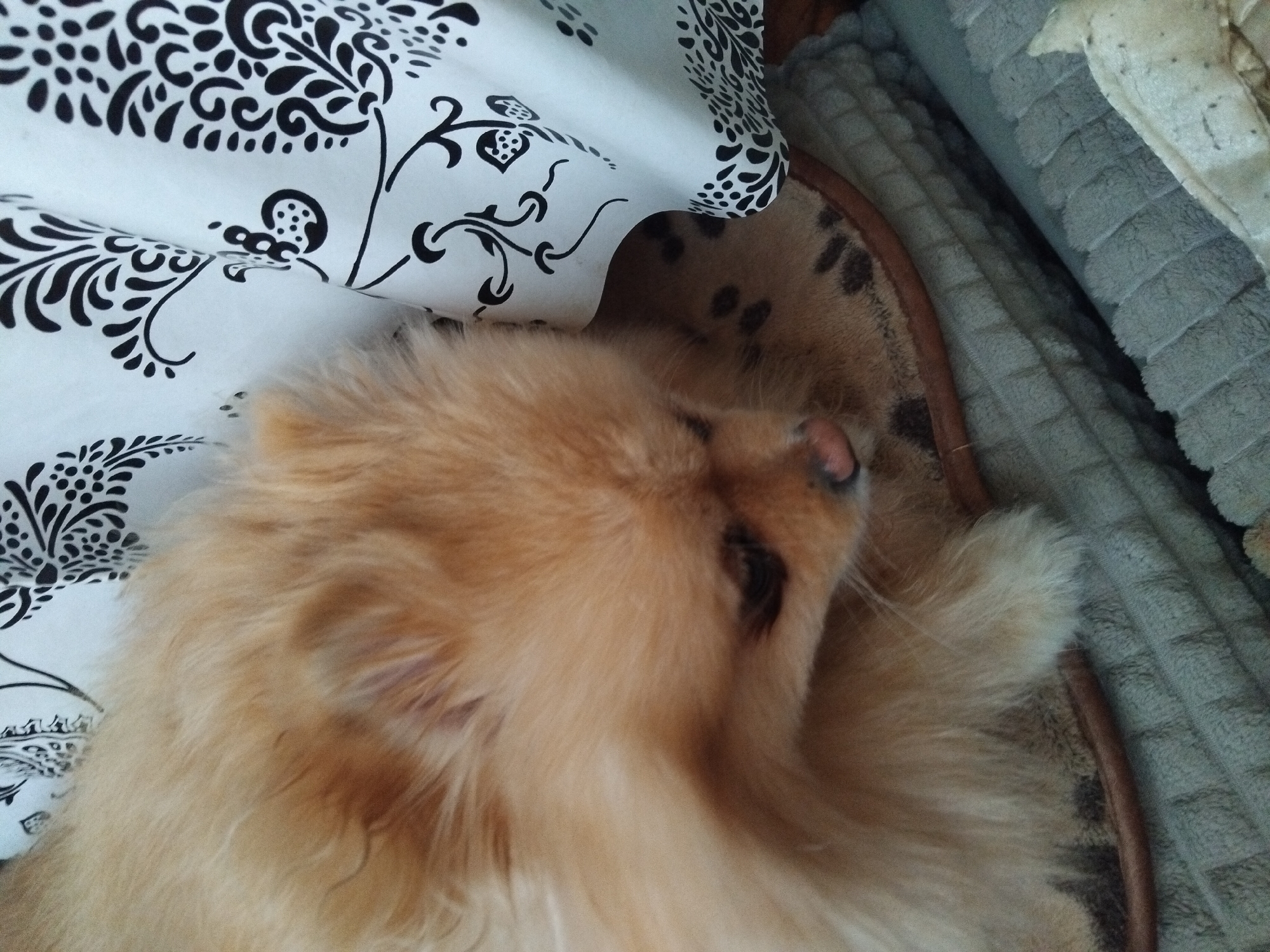 A fluffy, light brown Pomeranian dog rests on a patterned mat, partially obscured by a white cloth with black decorative patterns. The dog's face is turned downwards and to the right, with its eyes closed or looking down. The dog is lying on its side. The mat has a brown edge and appears to be on top of a folded grey blanket. The scene appears to be indoors, with no visible exterior elements or city context. The location in Apriltsi, Bulgaria, is not determinable from the image.