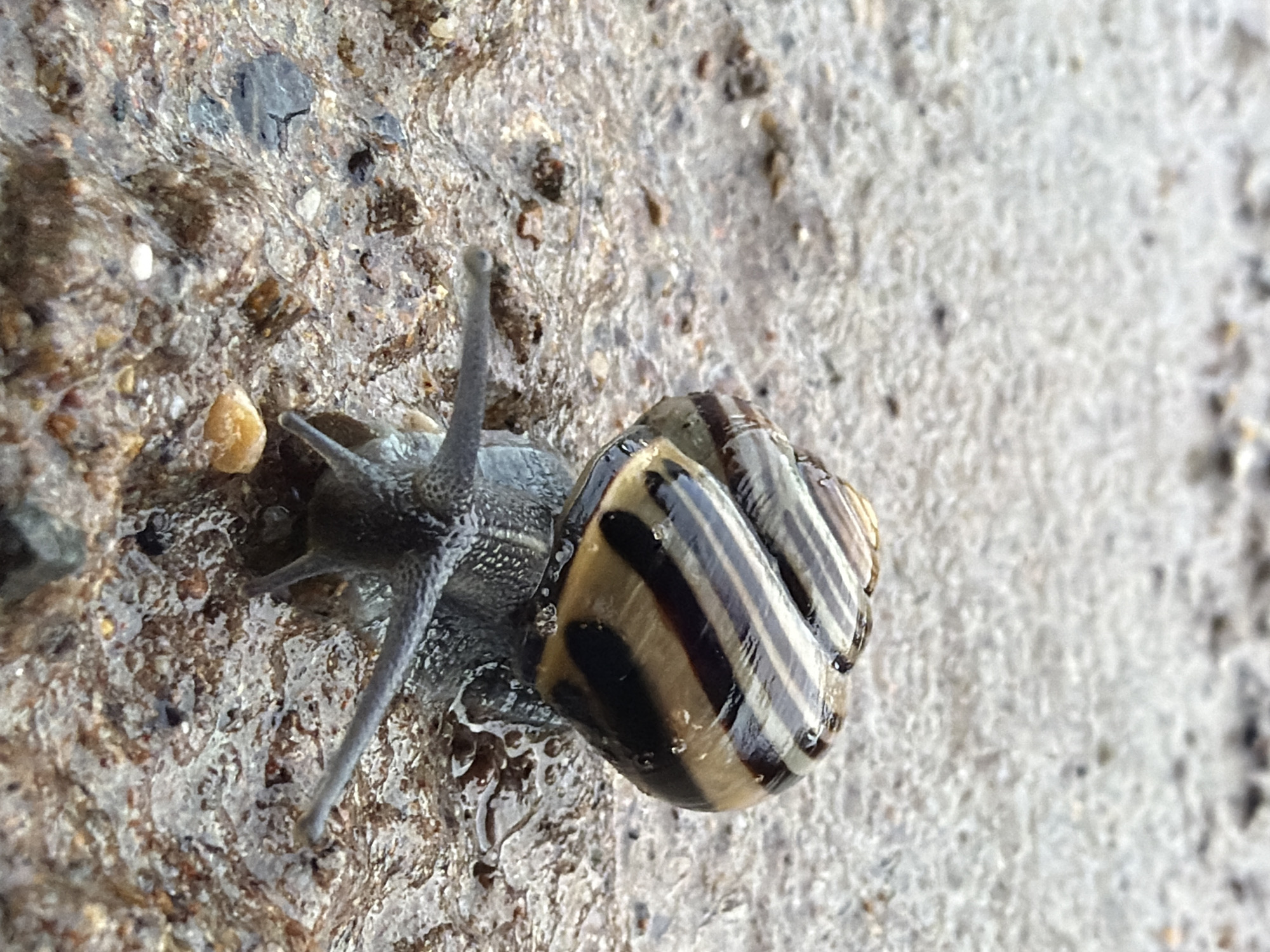 A snail with a banded shell is crawling on wet ground. The snail's body is gray, and it has two visible antennae extending forward. The ground appears to be a mix of soil, small pebbles, and water, indicating a damp environment. The background is out of focus and shows a textured, light-colored surface, possibly a path or pavement. There are no people or any other objects of note in the immediate vicinity. The lighting suggests it is daytime, possibly overcast or after rain. The image does not contain any information that would allow for the determination of its location within the city of Chaikovsky, Russia.