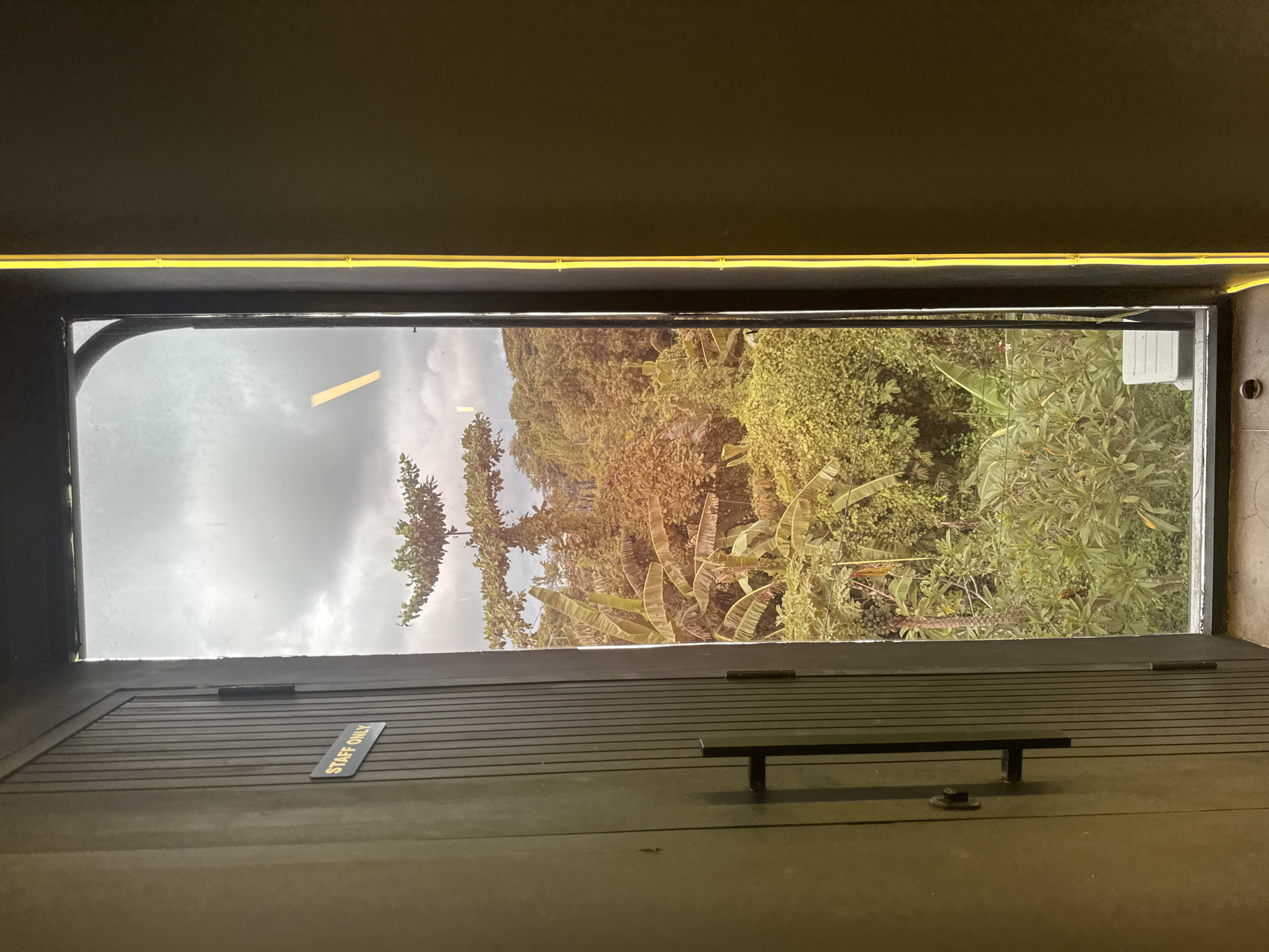The image displays an interior view looking out through a large, rectangular opening or window onto a vibrant tropical landscape. Above the opening, a dark ceiling or wall features a bright yellow neon light strip running horizontally.
The exterior scene is dominated by dense, lush tropical vegetation, including various trees and broad-leafed plants, possibly banana trees, filling the middle and right sections of the view. The foliage is predominantly green, suggesting a verdant environment. Above the dense greenery, a soft, cloudy grey sky is visible, indicating an overcast daytime. A small, white rectangular object is faintly visible on the far right through the leaves, possibly an air conditioning unit or part of a building.
The interior foreground features a dark, slatted wall panel directly below the window. A simple, dark bench or shelf is affixed to this panel. On the left side of the slatted wall, a yellow sign with black lettering clearly states "STAFF ONLY." Below the slatted wall is another dark, flat surface, with a small dark latch mechanism visible on its left side.
The setting suggests a building or establishment, possibly a resort or cafe, in a tropical location like Kuta Selatan, Indonesia, offering a serene view of nature. The time of day is daytime, under cloudy weather conditions. No people or specific activities are visible.