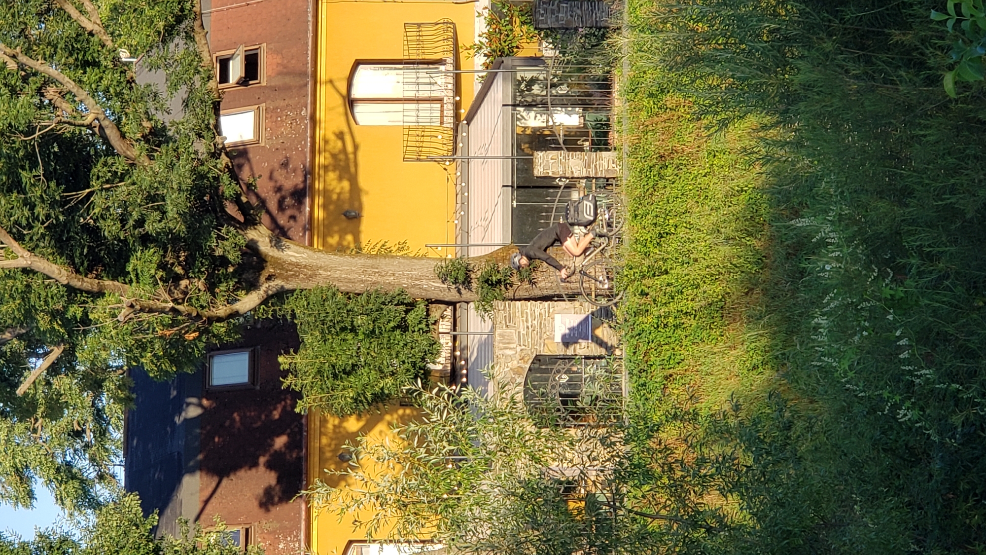 The image depicts a sunny daytime scene, likely in Prešov, Slovakia, focusing on a building with a yellow facade and a reddish-brown roof. A large tree with lush green foliage stands prominently in the foreground, casting shadows on the building and the ground. A person wearing a helmet and cycling gear is riding a bicycle in front of the building, moving from left to right. The cyclist is positioned in front of a fence and some stone structures, suggesting an outdoor pathway or public area. The background reveals architectural details of the building, including windows, a balcony with wrought-iron railings, and outdoor lighting. The foreground is dominated by dense green vegetation and grass.