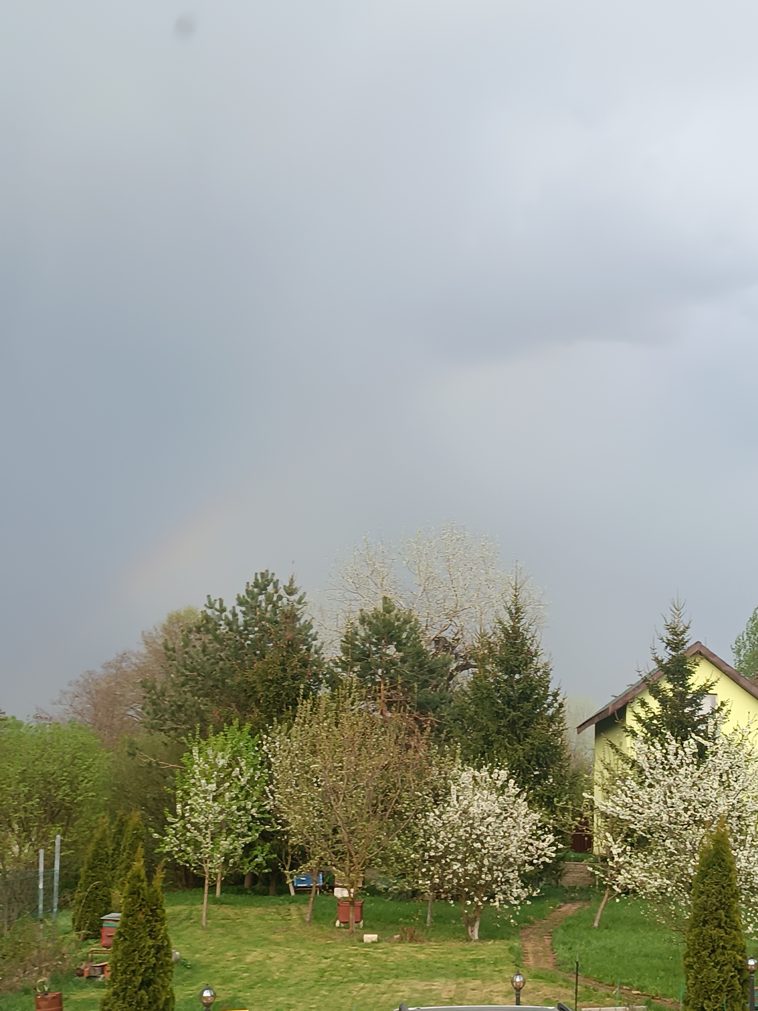 The image shows a rural scene in Motyakovo, Russia. A yellow, one-story house with a brown roof is partially visible behind several trees in full bloom with white flowers. A green lawn stretches towards the trees and house. Two rows of conical evergreen trees border the left side of the lawn. A faded rainbow is faintly visible in the grey, overcast sky above the trees. A faint, blurred area is in the top part of the image.