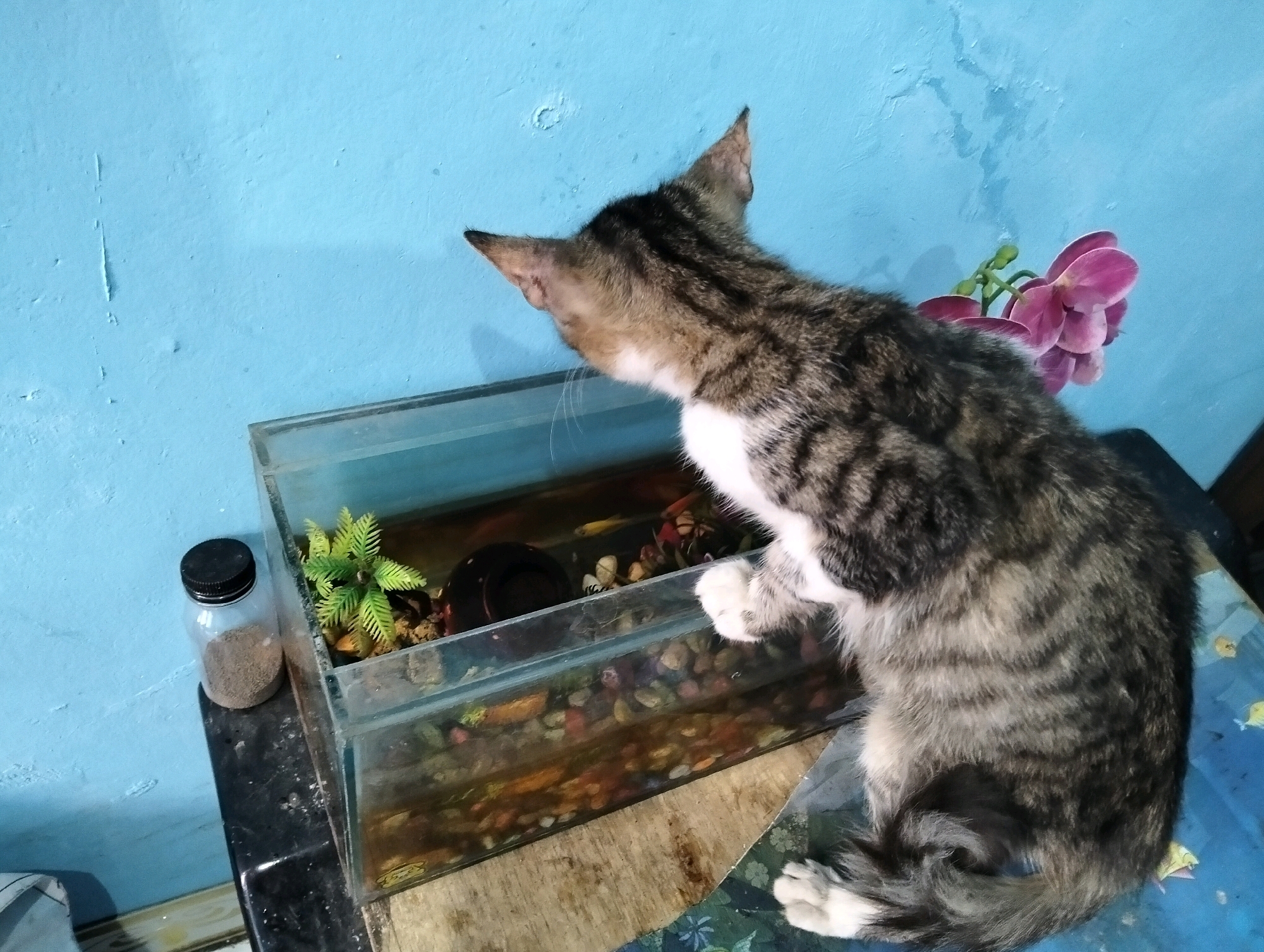A grey and white tabby cat is perched on the edge of a table, looking into a rectangular fish tank. The fish tank contains several small fish, colorful pebbles, and a green artificial plant. To the left of the fish tank is a clear glass jar with a black lid, containing a sandy substance. Behind the cat and fish tank, a bright blue wall is visible. A pink orchid with two buds is positioned near the top right of the frame, behind the cat. The scene appears to be indoors, likely a domestic setting.