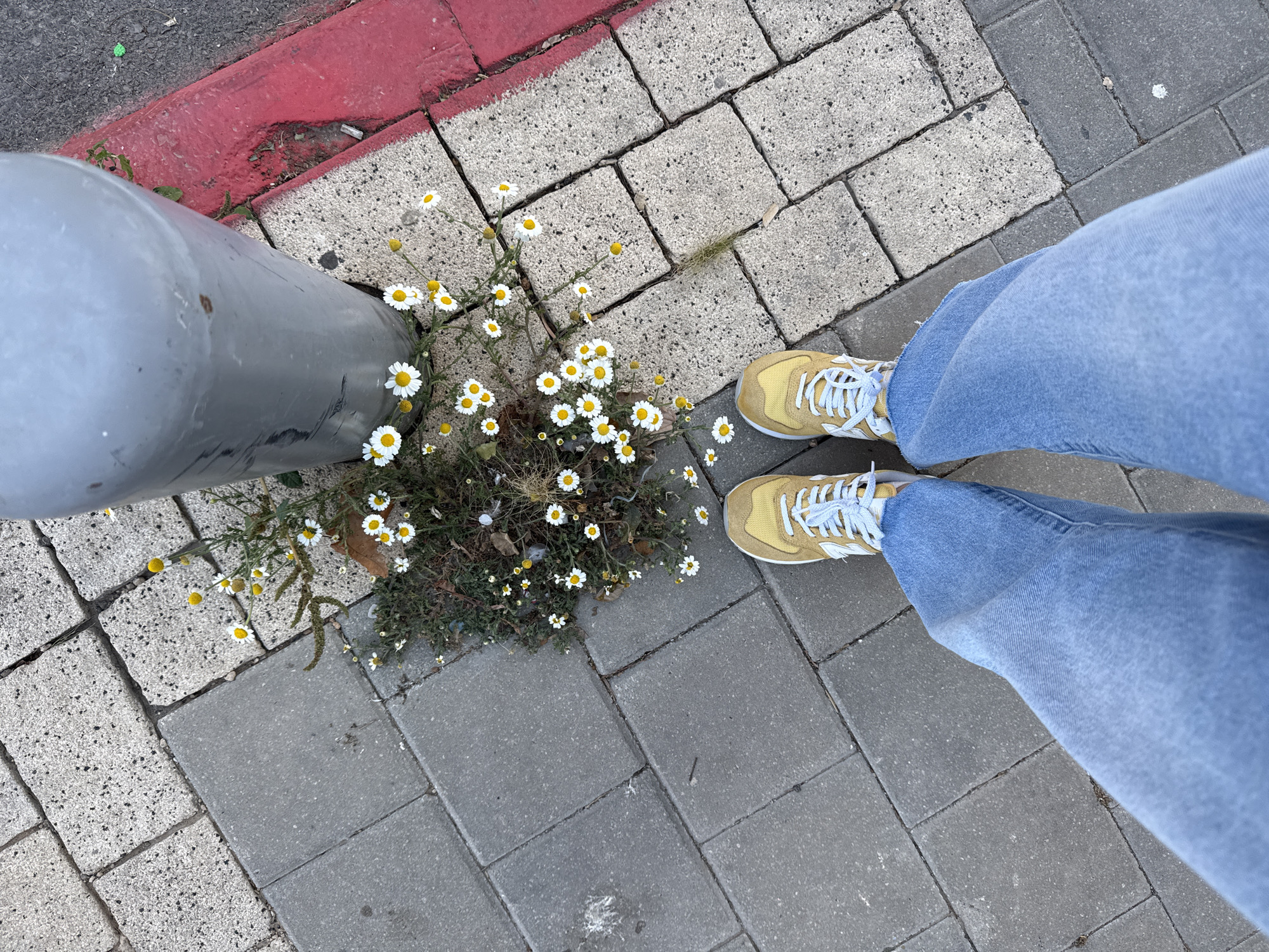 This overhead, first-person perspective photograph captures the lower legs and feet of a person standing on an urban sidewalk. The person is wearing light blue denim jeans and distinctive yellow athletic shoes with light blue laces.
The sidewalk is paved with a mix of light grey, square, textured concrete blocks and darker grey, rectangular, smoother pavers. To the left, a bright red painted curb delineates the edge of the sidewalk from a dark asphalt surface, presumably a street.
A small, verdant patch of vegetation flourishes around the base of a grey metal pole, which occupies the upper left portion of the frame. Numerous small daisies, characterized by white petals and yellow centers, are blooming within this patch, adding a touch of natural beauty to the urban setting. The pole itself shows signs of wear, including scuffs and rust.
The scene is brightly lit, indicating daytime, with soft, diffused light suggesting either an overcast sky or a mid-day capture without harsh shadows. The red curb is a notable urban detail, often signaling specific traffic regulations, commonly "no stopping" in locations like Tel-Aviv, Israel, which is the context provided for this image. The activity depicted is simply standing. There is no visible text in the image.