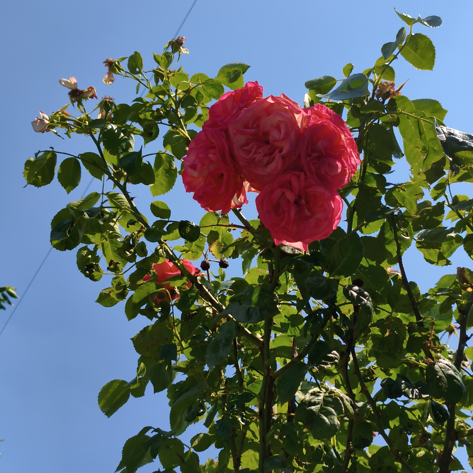 A close-up, low-angle shot features a cluster of vibrant pink roses in full bloom, dominating the upper portion of the frame against a clear blue sky. The roses are tightly packed, with many petals layered upon each other, suggesting a rich and full bloom. Surrounding the roses is the plant's foliage, characterized by lush green leaves, some appearing slightly wilted or damaged. The branches are visible, with thorns evident on some.
The scene is set outdoors, with the bright blue sky indicating a sunny day. The lighting suggests it is daytime, likely late morning or afternoon, as indicated by the bright, direct sunlight illuminating the petals and leaves, creating highlights and shadows. The focus is sharp on the roses and immediate surrounding leaves, while the background of the sky is slightly softer.
There are also hints of other elements in the scene: some dried rose hips or spent blossoms are scattered amongst the leaves, indicating the life cycle of the plant. A thin, light-colored wire or string is visible diagonally across the upper left portion of the image, and another similar wire is seen in the upper right, suggesting the roses may be growing near some man-made structure or support. The overall mood is one of natural beauty and vibrant life, despite the presence of some signs of aging in the plant. No people or text are visible in the image.