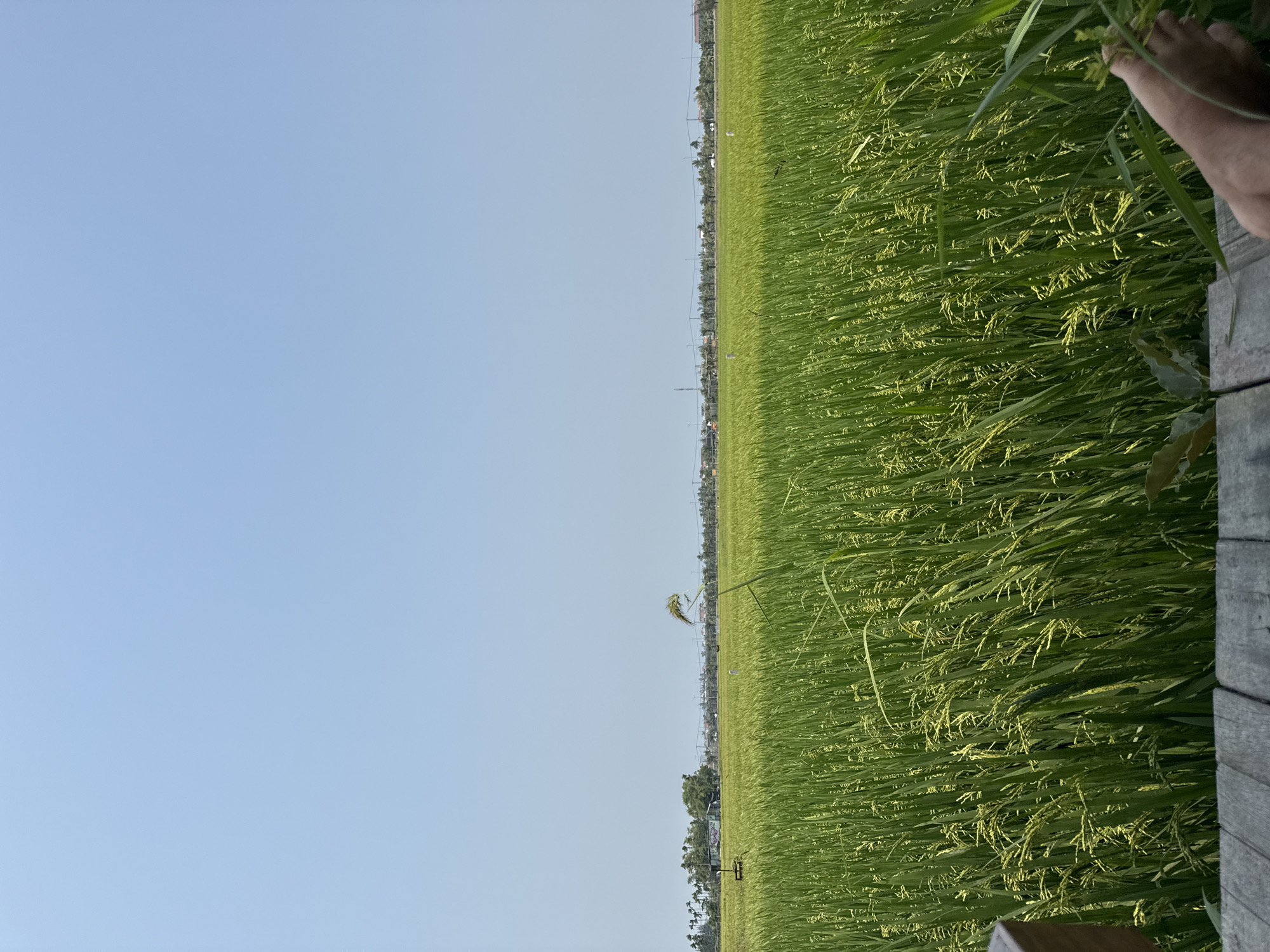 The image depicts a rice field under a clear blue sky. In the background is a cityscape in the far distance, with buildings and trees along the horizon. A wooden structure is visible on the right side of the image, possibly a raised platform. Part of a foot is visible on the right side of the photo.
While the image shows a rice field and mentions Đà Nẵng, Vietnam, there isn't enough information in the image alone to specifically identify the exact location of the rice field within Đà Nẵng.