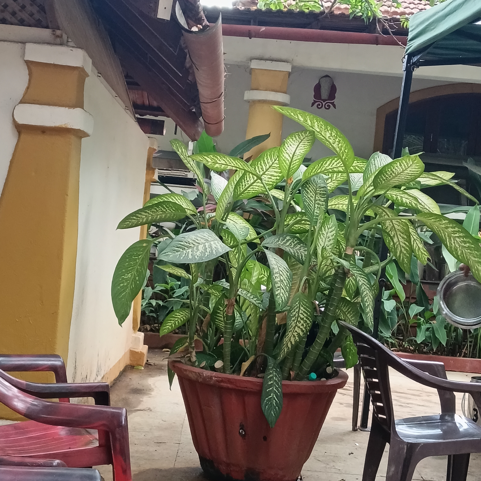 The image depicts an outdoor patio setting in Anjuna, India. In the foreground, a large potted Dieffenbachia plant dominates the scene. The pot is terracotta-colored and shows signs of wear. Surrounding the pot are two plastic chairs, one maroon and one brown. The chairs appear to be unoccupied.
Behind the plant and chairs, a building is visible. The building features a white wall with yellow pillars. A decorative emblem is visible on the wall. The patio is paved with stone or concrete. A section of the building's roof and gutter is visible, with overhanging branches of a tree or vine. The environment is typical of a tropical or subtropical climate, indicating a warm and humid atmosphere.