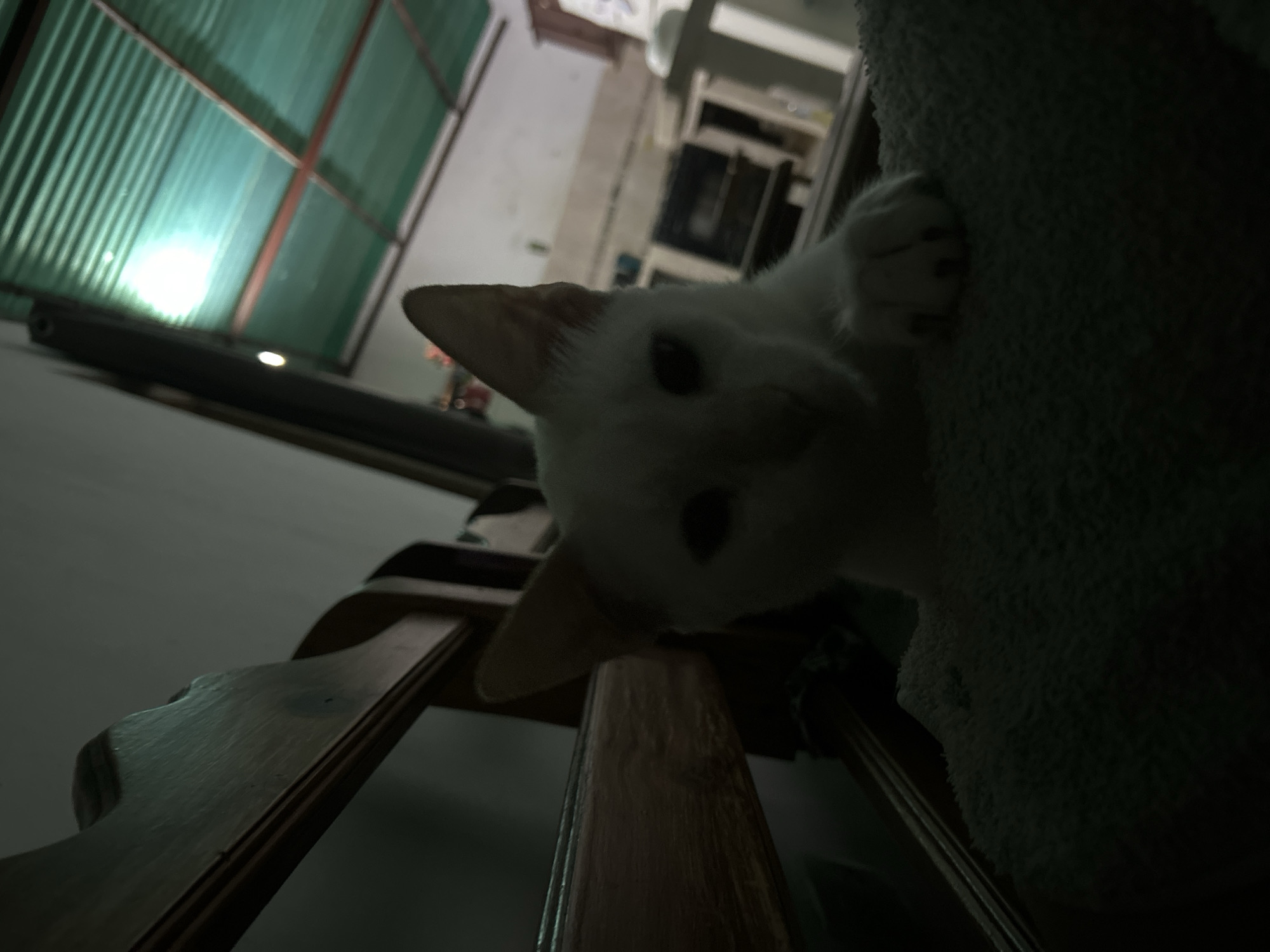 A white cat with large ears is resting on a fuzzy blanket, partially obscured by a wooden structure. The cat's face is visible, with dark eyes and a slight tilt of its head. Its front paw is extended, showing sharp claws. In the background, a corrugated metal roof is illuminated by a bright light source. The scene appears to be indoors, possibly in a home, with a blurred background showing kitchen-like elements. The location is identified as Juan Griego, Venezuela.