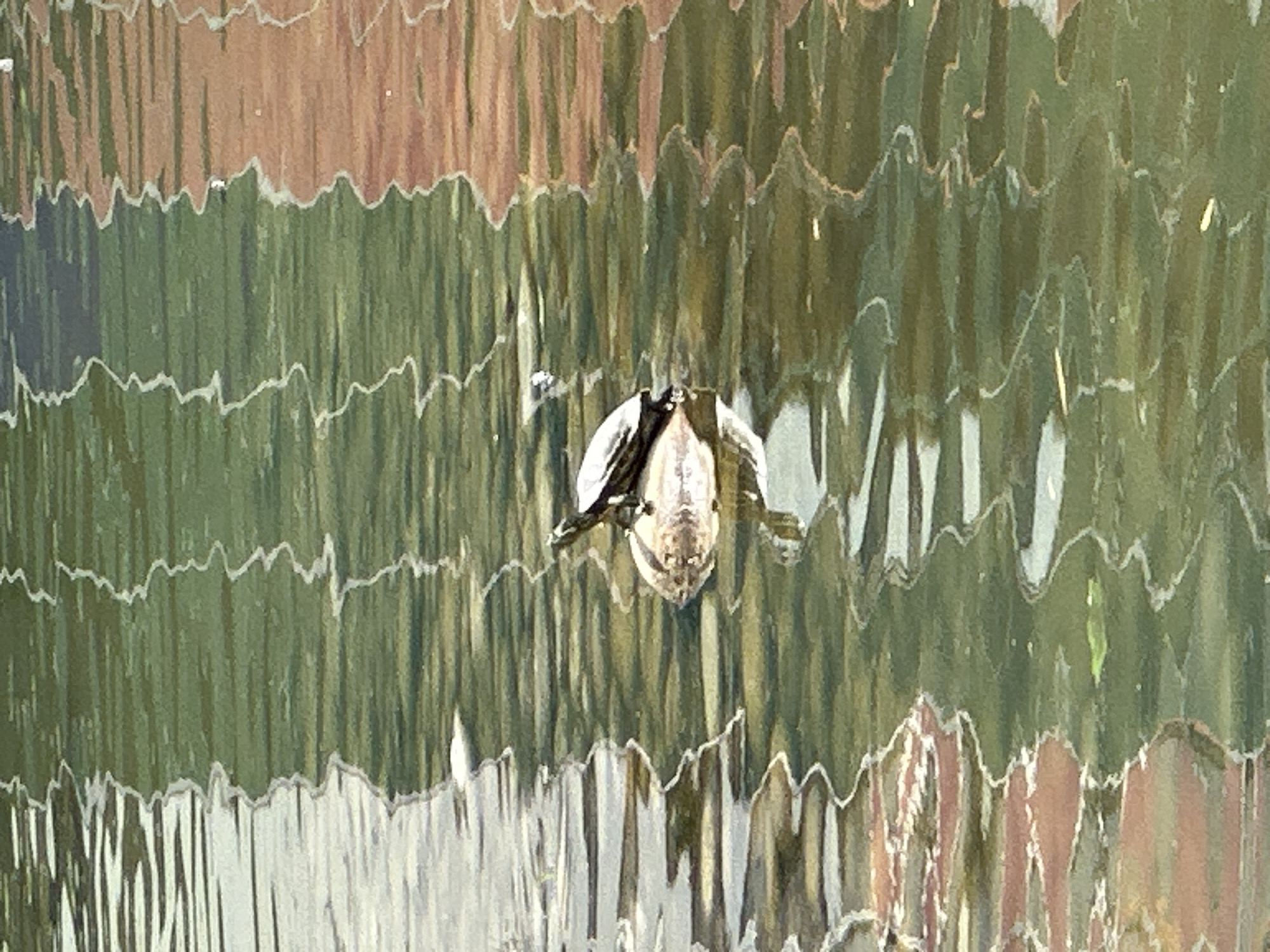This close-up image captures a reflection on a wavy surface, likely water, creating a highly distorted and abstract scene. In the central foreground, a small, dark-colored object, possibly an insect such as a beetle or a moth, is reflected upside down. Its body appears rounded with a lighter underside and darker upper parts.
The background of the reflection consists of vertical bands of color. The dominant hues are various shades of green, suggesting reflections of foliage or trees. Interspersed with these greens are wider bands of brownish-orange and lighter tones, which could be reflections of bark, soil, or elements of a nearby building or structure.
The entire image is characterized by pronounced, undulating horizontal lines and vertical streaks, indicating a disturbed or rippled reflective medium. White, wavy lines crisscross the image, possibly representing highlights from light catching on the peaks of waves or textured grooves. The overall effect is one of fluid movement and fragmentation of the reflected environment. The lighting suggests it is daytime. There is no visible text in the image. The image provides no specific visual cues to its location in Sofia, Bulgaria, beyond general outdoor scenery.