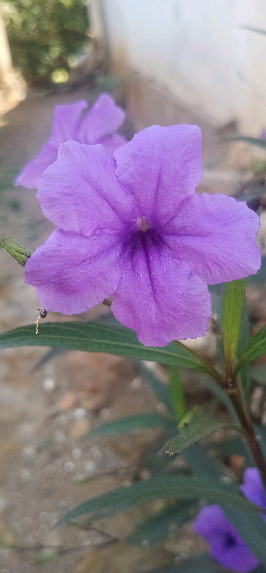 A close-up, vertical, eye-level shot focuses on a single, vibrant purple flower with five petals, each exhibiting a delicate, wrinkled texture. The flower is positioned in the center of the frame, with its petals gently unfurling outwards. Subtle water droplets are visible on the petals, suggesting recent moisture.
Below the main flower, a long, green leaf extends horizontally, partially obscured by the flower's lower petals. To the left of this leaf, a small, dark insect, possibly an ant, is perched on a thin, light-colored stem that extends from beneath the flower.
The background is softly blurred, with the immediate area around the flower composed of dry, sandy soil interspersed with small pebbles. Further back, a hint of out-of-focus greenery suggests vegetation, and a faint, pale wall or structure is visible at the very top of the frame. The lighting appears to be natural daylight, casting soft shadows and highlighting the textures of the flower. The overall impression is one of a peaceful, natural moment captured in an outdoor setting. The location of Bajong, Indonesia, is noted as the context for this image, implying it was taken within that geographical area.
