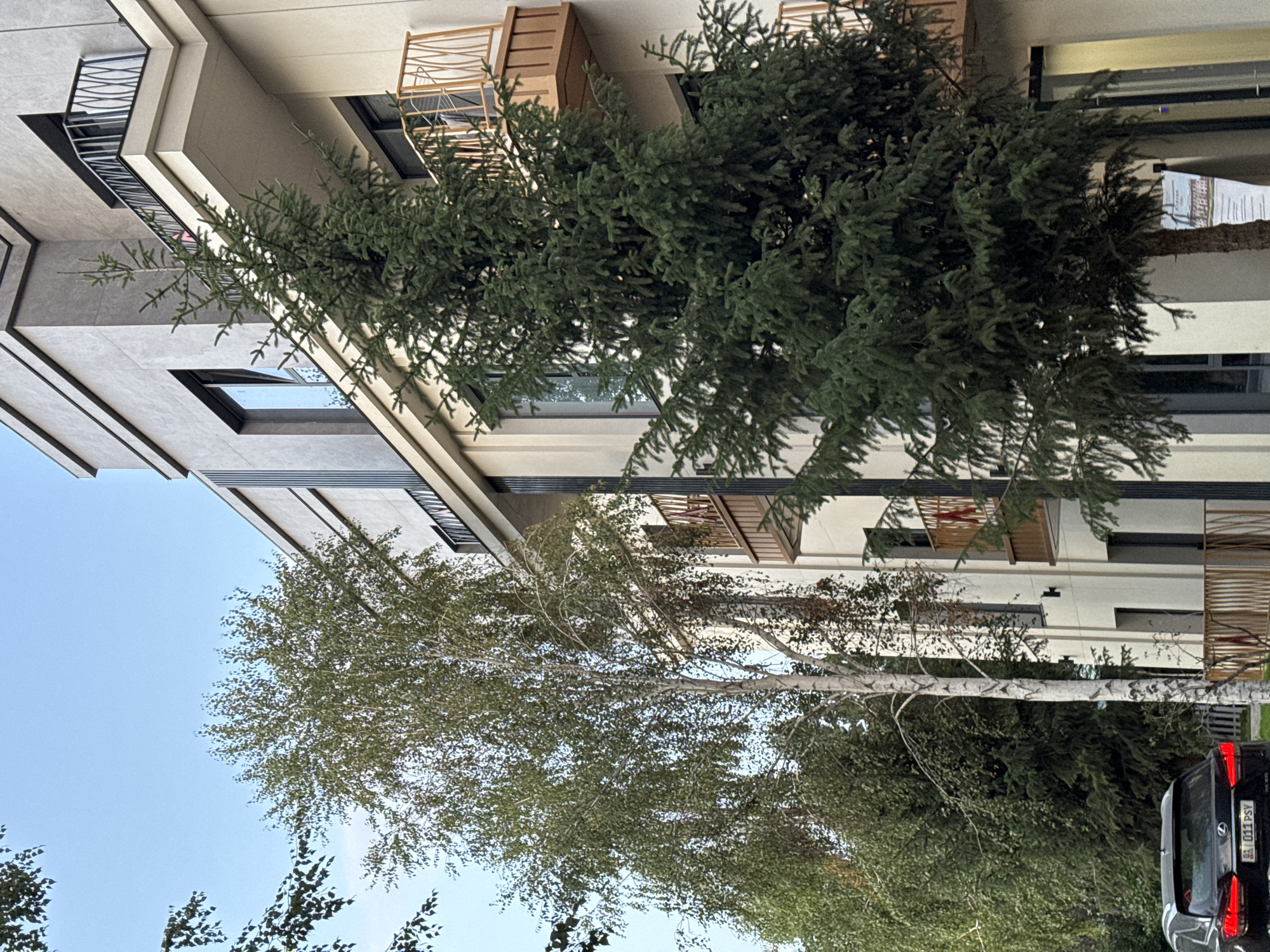 The image shows the exterior of a modern, multi-story building with a beige and gray facade, located in Sary-Oy, Kyrgyzstan. The building features multiple balconies with light-brown railing and dark windows. In front of the building, there is a tall, slender birch tree with white bark and a dense canopy of green leaves. To the right of the birch tree, a large, dark green spruce tree stands prominently. In the lower left corner, a black SUV is parked. The sky is a clear, light blue.