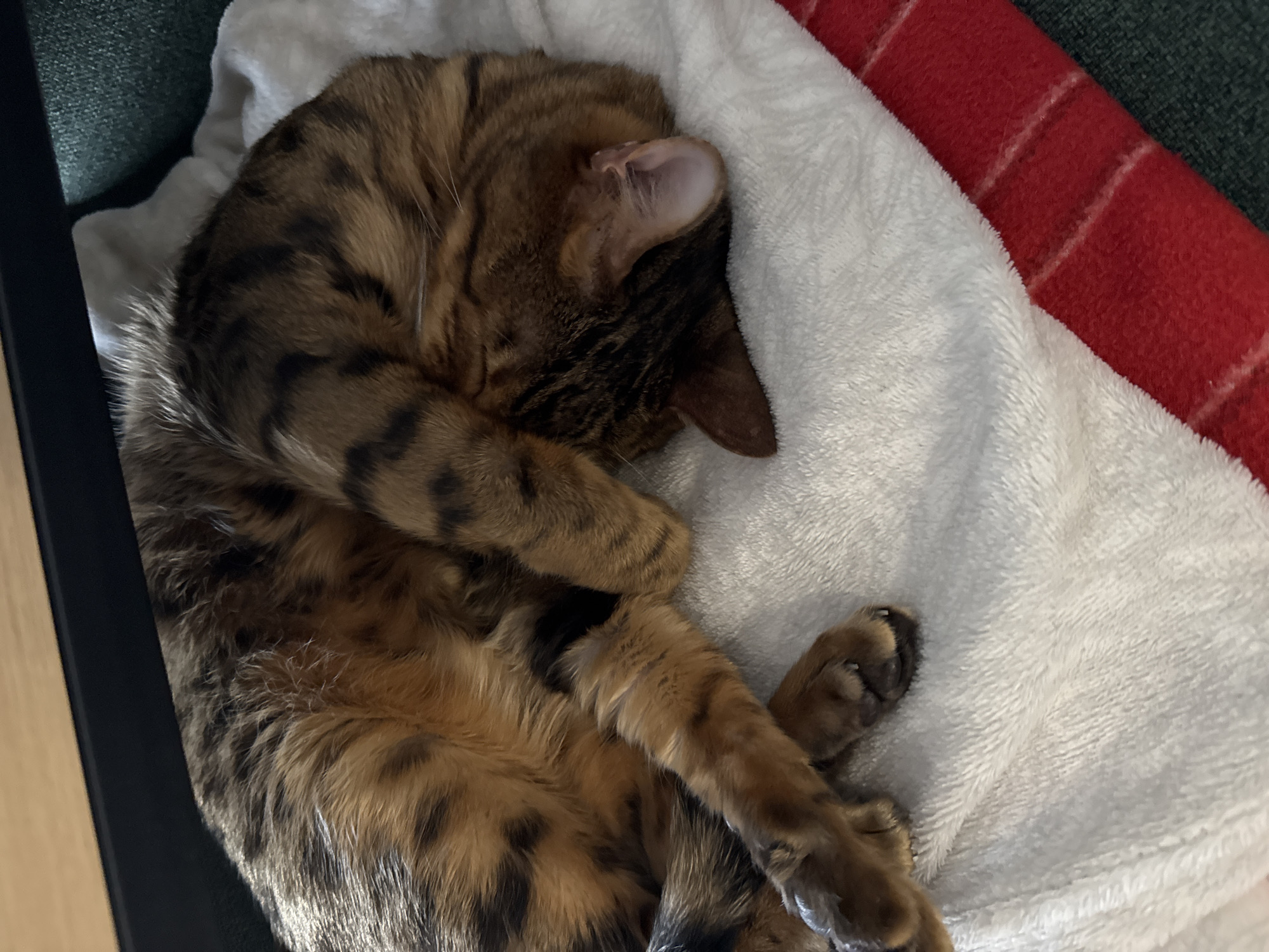 A Bengal cat is curled up asleep on a white blanket. The cat is positioned on a white blanket, which is partially layered on top of a red blanket. Part of a chair is visible on the left side of the frame.