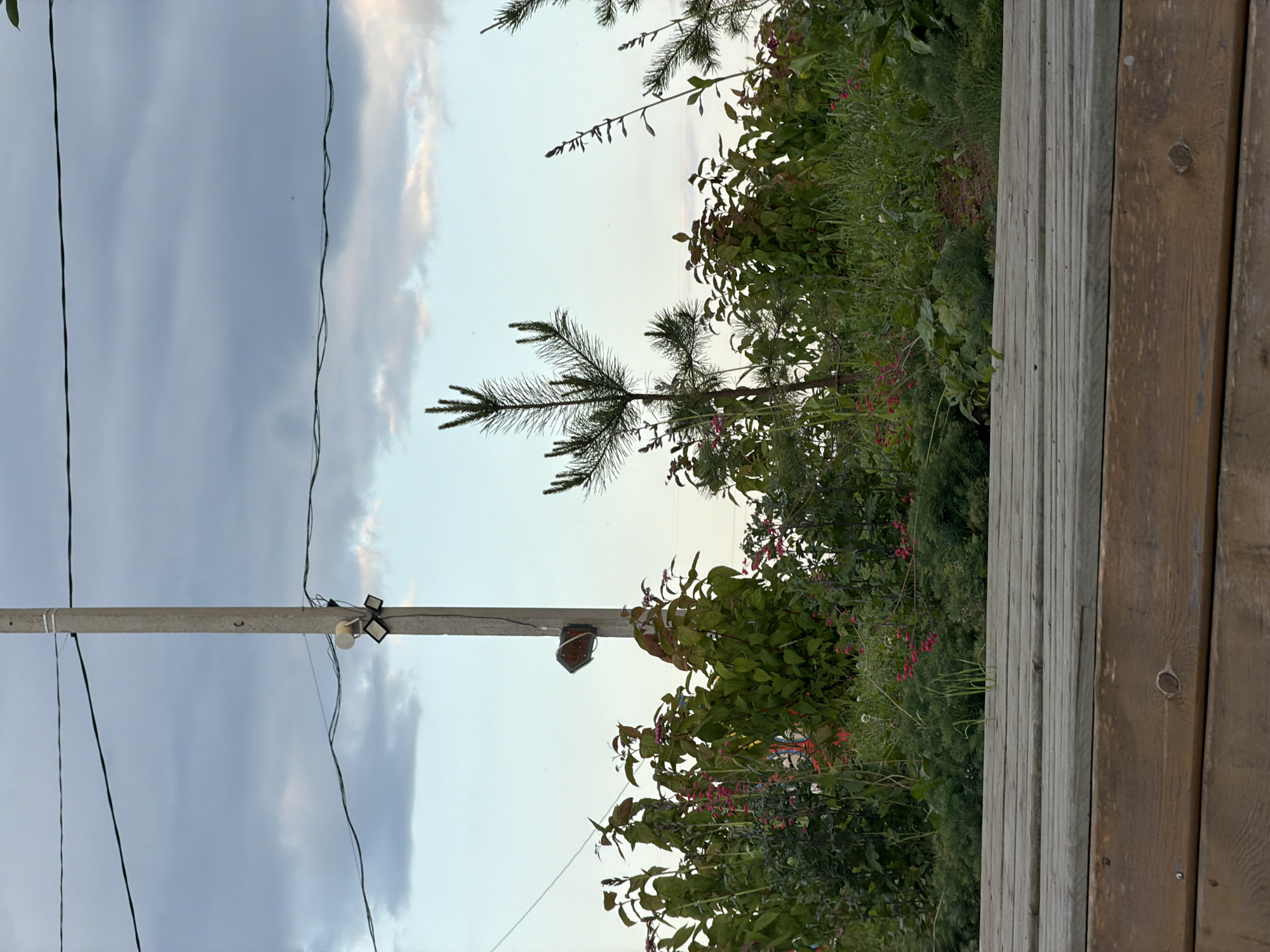 The image depicts a rustic outdoor scene with a wooden platform in the foreground, leading to a dense patch of green foliage with small pink flowers. A thin pine sapling stands prominently amidst the greenery, with a taller, more mature pine visible to the far right. A concrete utility pole, adorned with two outdoor lights and a speaker, rises vertically in the mid-ground, with overhead wires stretching across the frame. The sky above is a soft gradient of pale blue and grey clouds. This scene is located in the village of Bol'shaya Ven'ya, Russia.