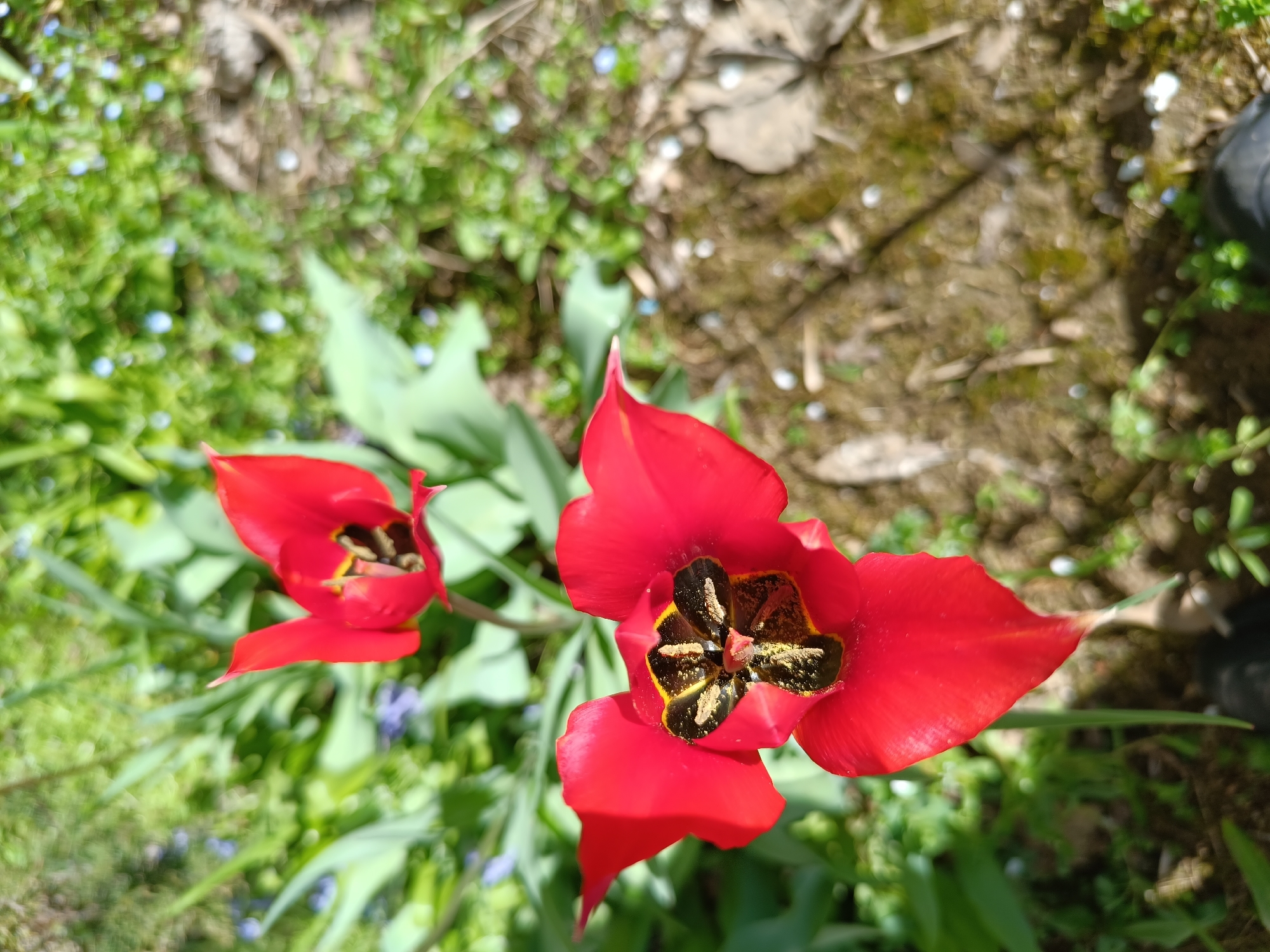 The image shows two red tulip flowers in bloom. The foreground flower is fully open, revealing a black and yellow patterned center. The second flower is partially open. The tulips are set against a background of green foliage and small blue flowers. The location is Pleven, Bulgaria.