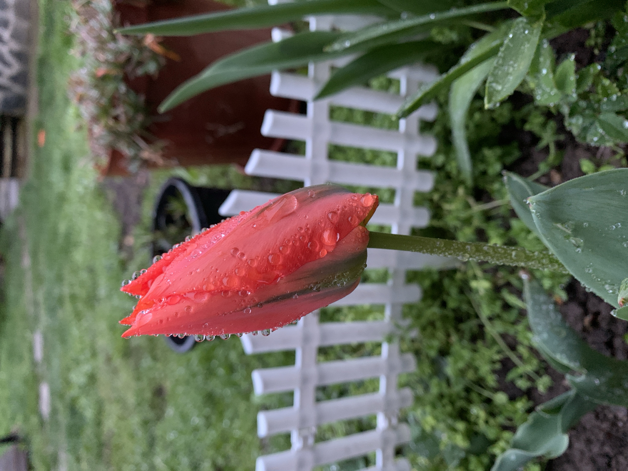 A close-up shot focuses on a red tulip bud covered in water droplets, positioned in front of a small white picket fence. The tulip is set against a background of mixed greenery, including leaves and ground cover. A potted plant with more foliage is visible in the upper left corner. The environment appears to be a garden setting.