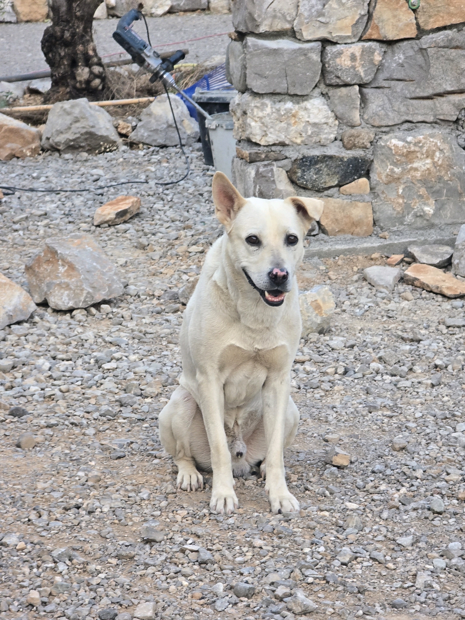 A medium-sized, light-colored dog with a pink nose and dark eyes sits on a gravel-covered surface in front of a stone wall. The dog is facing the camera and appears to be relaxed. In the background, a tree trunk and construction equipment, including a power drill and a bucket, are visible. The scene is set outdoors, likely in a somewhat rural or construction area, and could be located in Podgorica, Montenegro, given the stone wall construction and general ruggedness of the environment. The lighting suggests it is daytime.