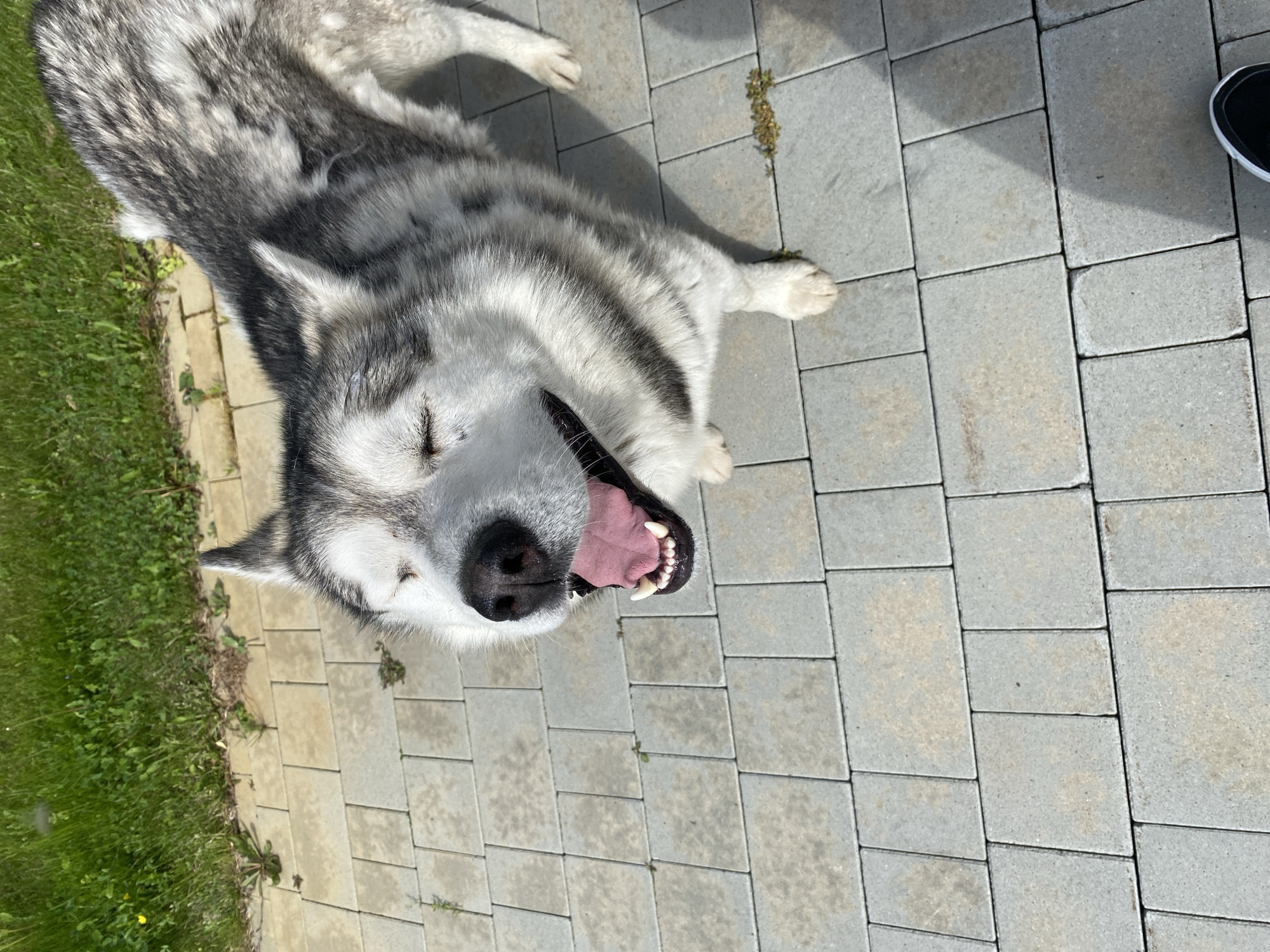 A large, grey and white dog, likely a Husky or Alaskan Malamute, lies contentedly on its side on a paved outdoor surface in Tyumen, Russia. The dog's head is tilted upwards, mouth wide open with tongue visible and eyes squinted or closed, suggesting it is either panting, laughing, or enjoying the bright sunlight. Its fur is thick and shaggy, displaying a classic grey and white pattern.
The setting is an outdoor area featuring light grey interlocking paving stones that appear clean and well-maintained. To the left of the dog, a strip of vibrant green grass is visible, bordering the paved area. Scattered small weeds can be seen growing in the cracks of the paving stones and within the grass, indicating a natural, somewhat unkempt environment.
The strong, distinct shadows cast by the dog and the human foot (partially visible on the right wearing a black shoe with a white sole) indicate it is a bright, sunny day, likely daytime. The overall scene conveys a relaxed and happy atmosphere, with the dog basking outdoors, possibly interacting with its owner. There is no visible text in the image.