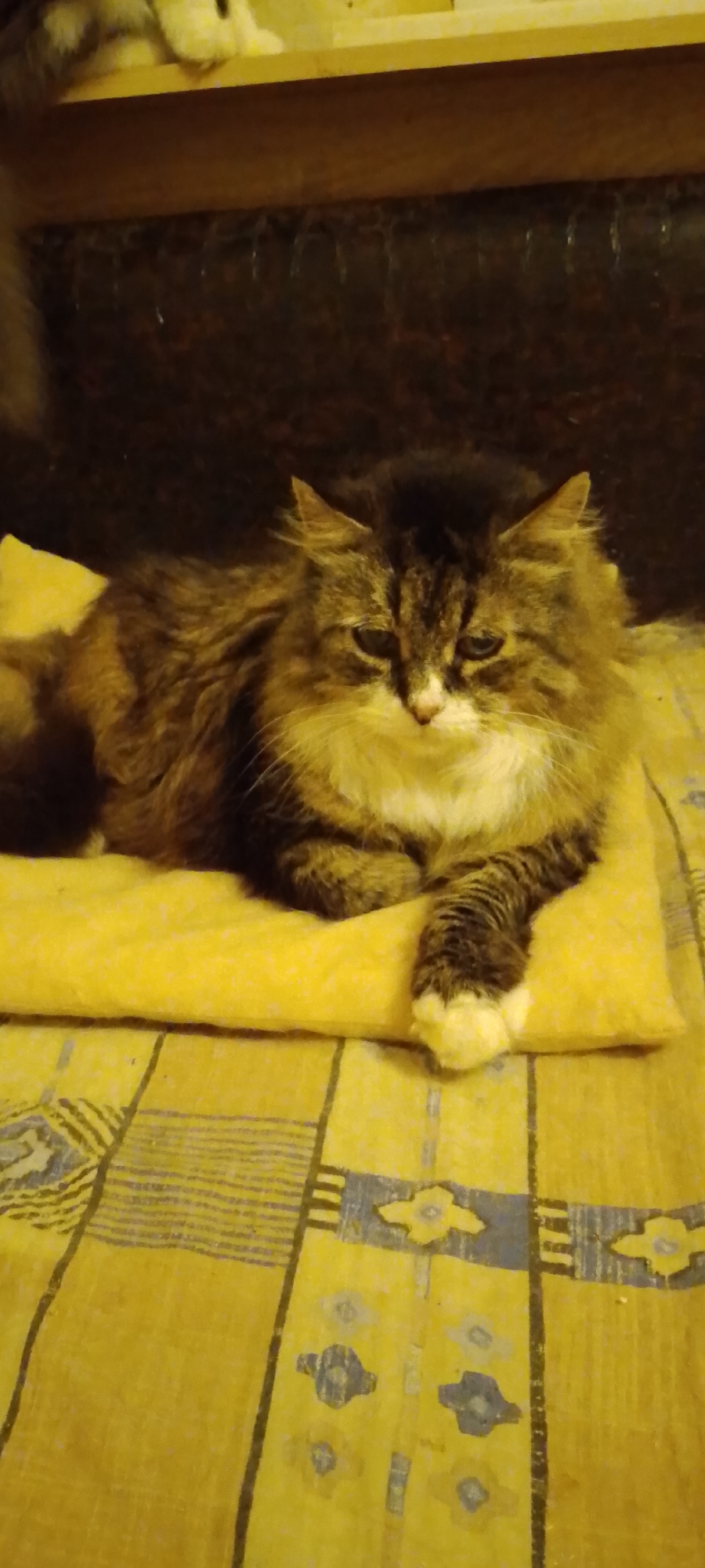 This image depicts a domestic scene, showing a long-haired cat lying on a yellow cushion. The cat has a tabby pattern with brown, black, and white fur. Its eyes are partially closed, and it appears to be resting. The cushion is placed on a yellow patterned blanket. The background is dark and out of focus, suggesting an indoor setting. There is no discernible information within the image to indicate a specific location in Belgorod, Russia, or any other city. The scene is static and focuses solely on the cat and its immediate surroundings.