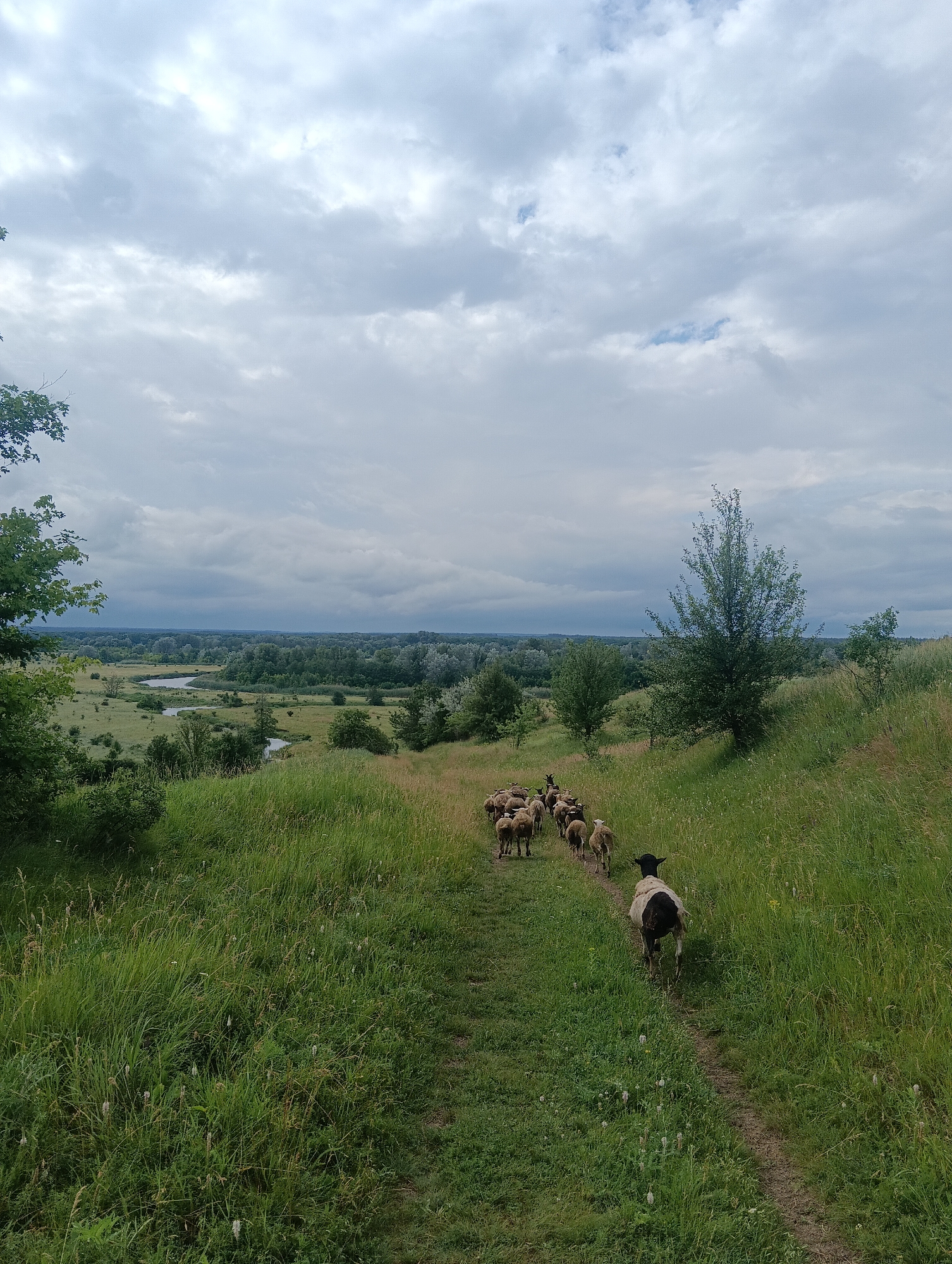 An overcast sky looms above a pastoral landscape. A herd of sheep, led by one with black markings on its head and hindquarters, traverses a dirt path winding through a grassy hill. The path leads towards a valley dotted with trees, through which a winding river flows. The scene is one of natural beauty and tranquility, characteristic of rural settings.