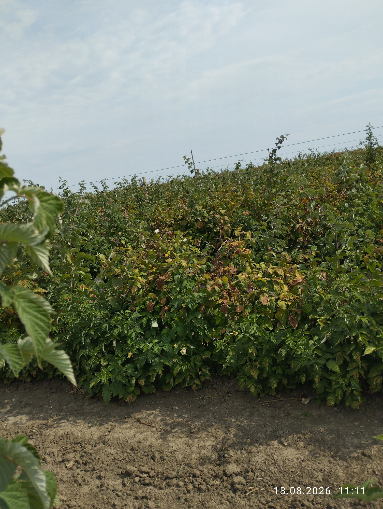 A medium shot captures a raspberry field in Teleșeuca, Moldova, under a partially cloudy sky. In the foreground, a dry, cracked dirt path is visible, with large, out-of-focus green leaves of a raspberry plant extending from the left side of the frame. Behind the path, rows of raspberry bushes stretch into the distance. The plants are dense, with a mix of green and reddish-brown leaves, suggesting a late summer or early autumn setting. Thin wire trellises are present, supported by vertical stakes, running horizontally across the field. The overall scene depicts a cultivated agricultural area. A timestamp in the lower right corner reads "18.08.2026 11:11".