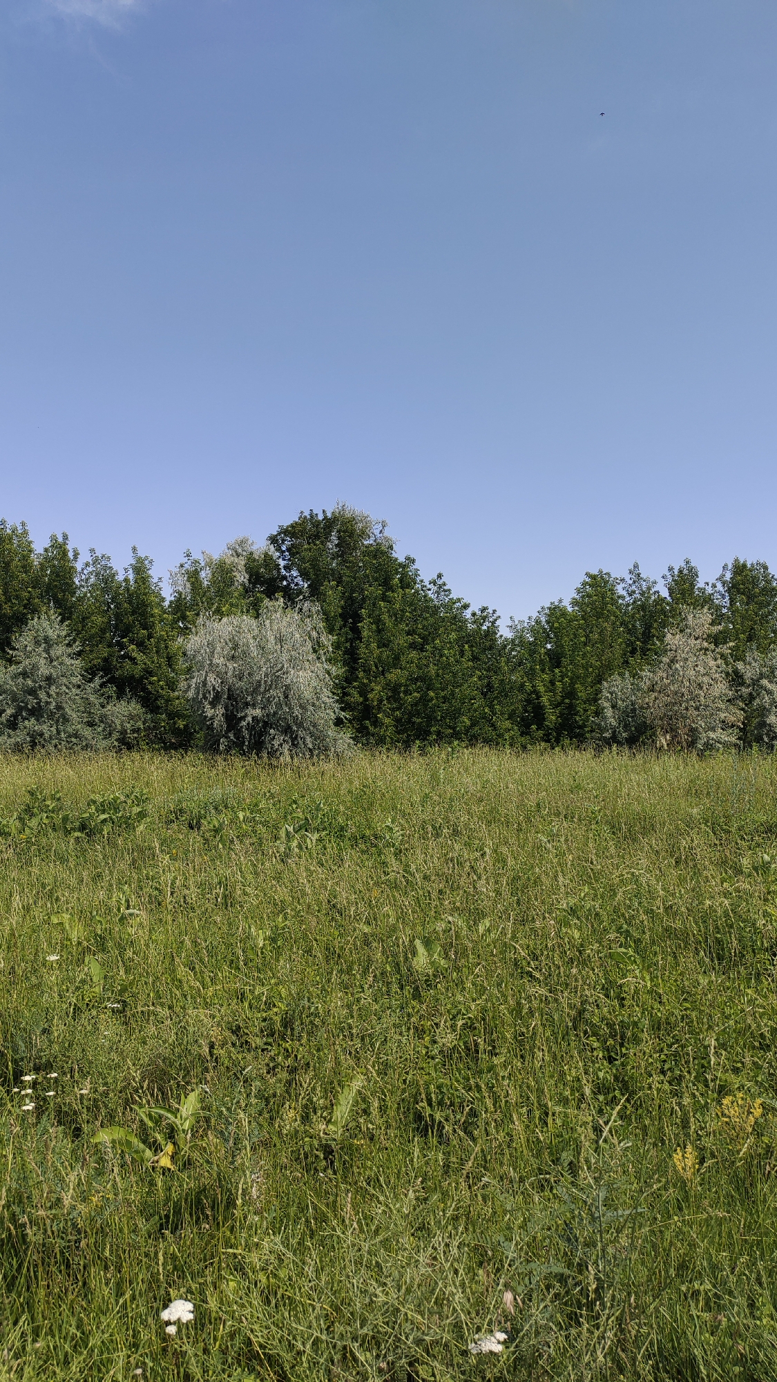 An outdoor, eye-level, vertical shot depicts a clear blue sky above a line of trees, with a meadow of tall green grass in the foreground. The trees vary in color and density, with some appearing darker green and fuller, while others are lighter and more sparse. A few wispy clouds are visible in the upper left corner of the sky. The grass is lush and uneven, with some wildflowers scattered throughout. The scene is likely a natural setting, possibly a park or undeveloped area within a city.