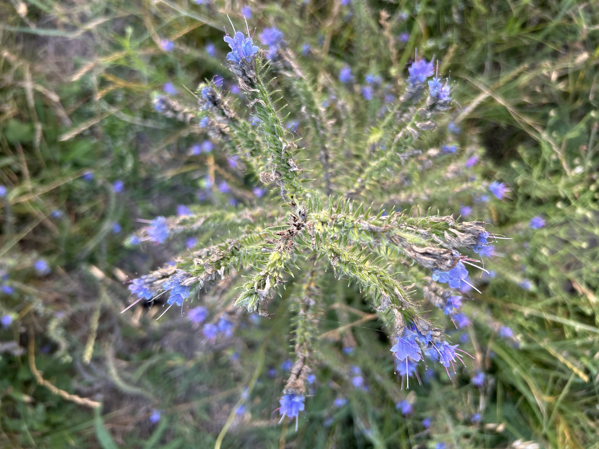 An overhead, close-up shot shows a patch of blue wildflowers with green, spiky stems. The flowers are clustered together at the top of the plant, with some wilting or dried brown petals amongst the vibrant blue. The background is a blur of green grass and other vegetation, suggesting an outdoor natural setting. The lighting appears to be natural, possibly from sunlight, casting a soft glow on the scene. There are no people or any indications of human activity in the image. The scene is likely located in a field or meadow. The image is devoid of any specific landmarks or details that would allow for precise location identification within Dzherokay, Russia.