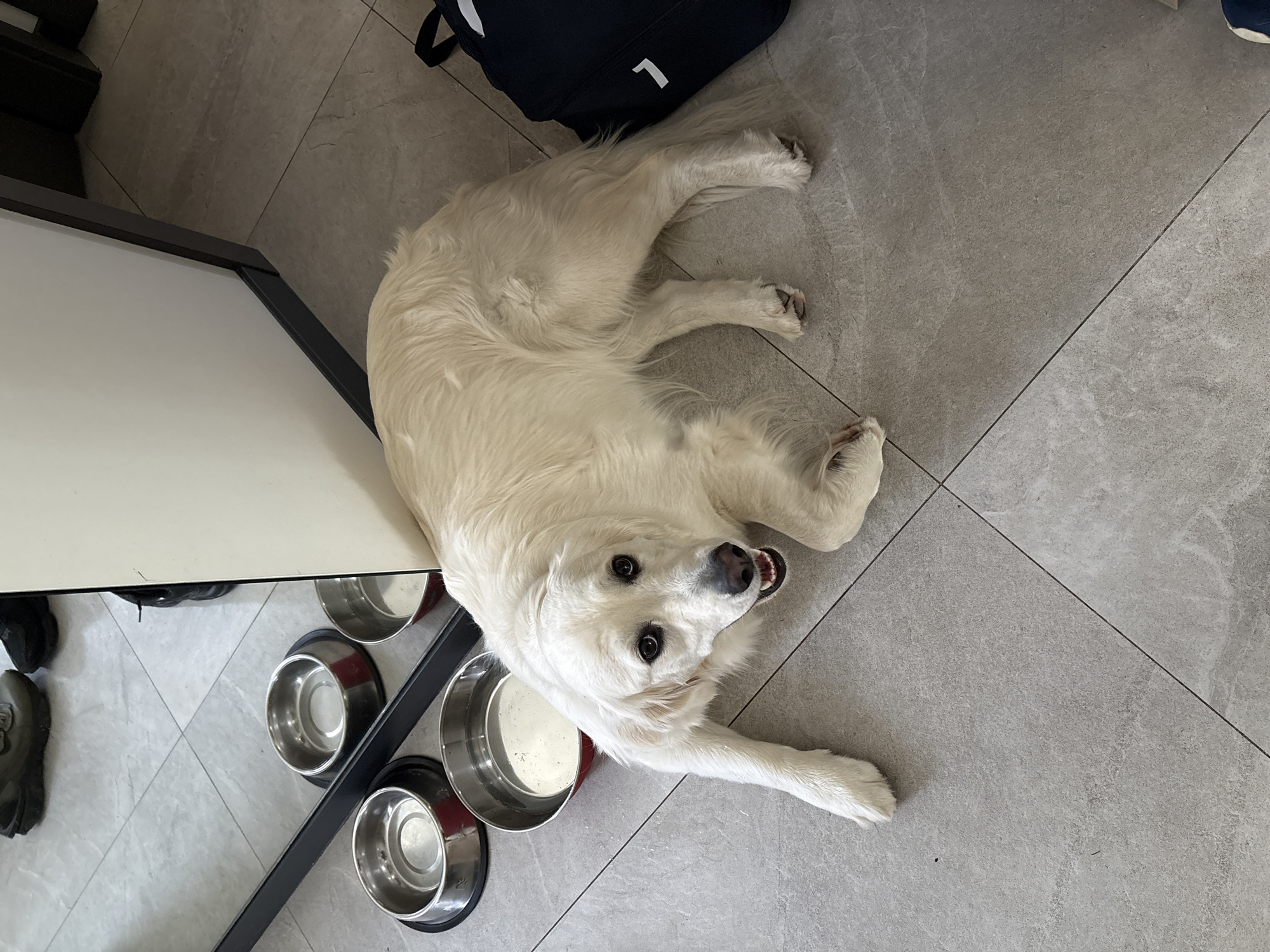 An overhead shot shows a light-colored dog, possibly a Golden Retriever or Labrador, lying on its side on a tiled floor. The dog is positioned next to a white piece of furniture with a dark frame, looking directly at the camera with wide, dark eyes and an open mouth, revealing its teeth in what appears to be an alert or playful expression.
To the left and below the dog's head, a stand holds several stainless steel dog bowls, some appearing empty or with residues. Dark-colored shoes are partially visible beneath the furniture, near the bowls. In the upper right corner, behind the dog's body, a dark blue or black bag with a white letter "L" on it rests on the floor.
The floor is covered in large, light grey square tiles with dark grout lines. The scene is indoors, likely a domestic setting, with natural light suggesting it is daytime. No people are visible. The location context is Lozen, Bulgaria.