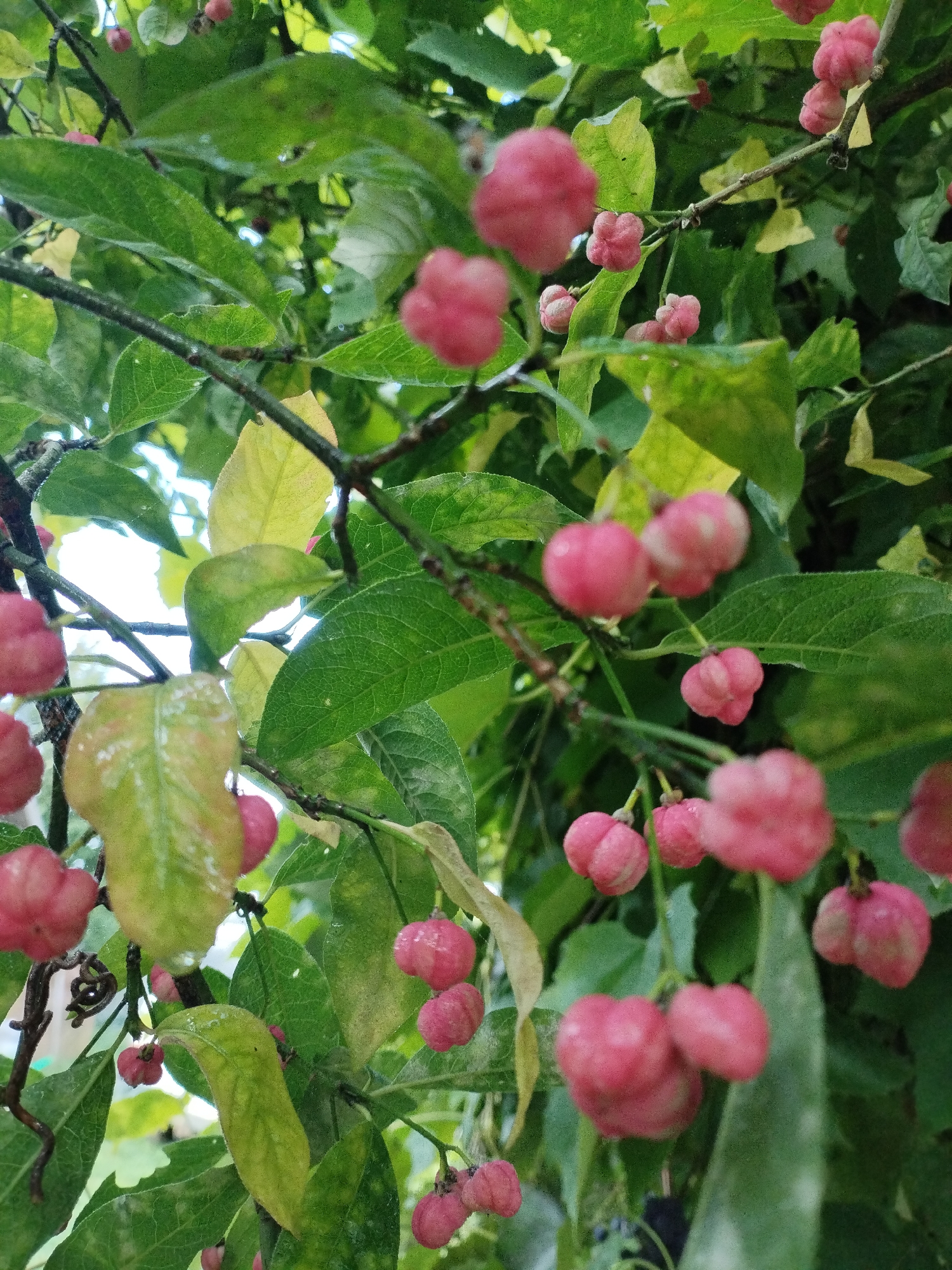 The image is a close-up, low-angle shot of a plant with green leaves and clusters of small, pink, berry-like fruits. The fruits are lobed and appear to be suspended from thin branches. Some of the leaves are yellowing or have yellow spots. The background is filled with more foliage and hints of bright sky. There are no people or animals visible in the image. The scene is outdoors, likely in a natural or garden setting, and is focused on the plant's reproductive parts. No specific details are discernible that would indicate a location within the city of Bialynichy, Belarus.