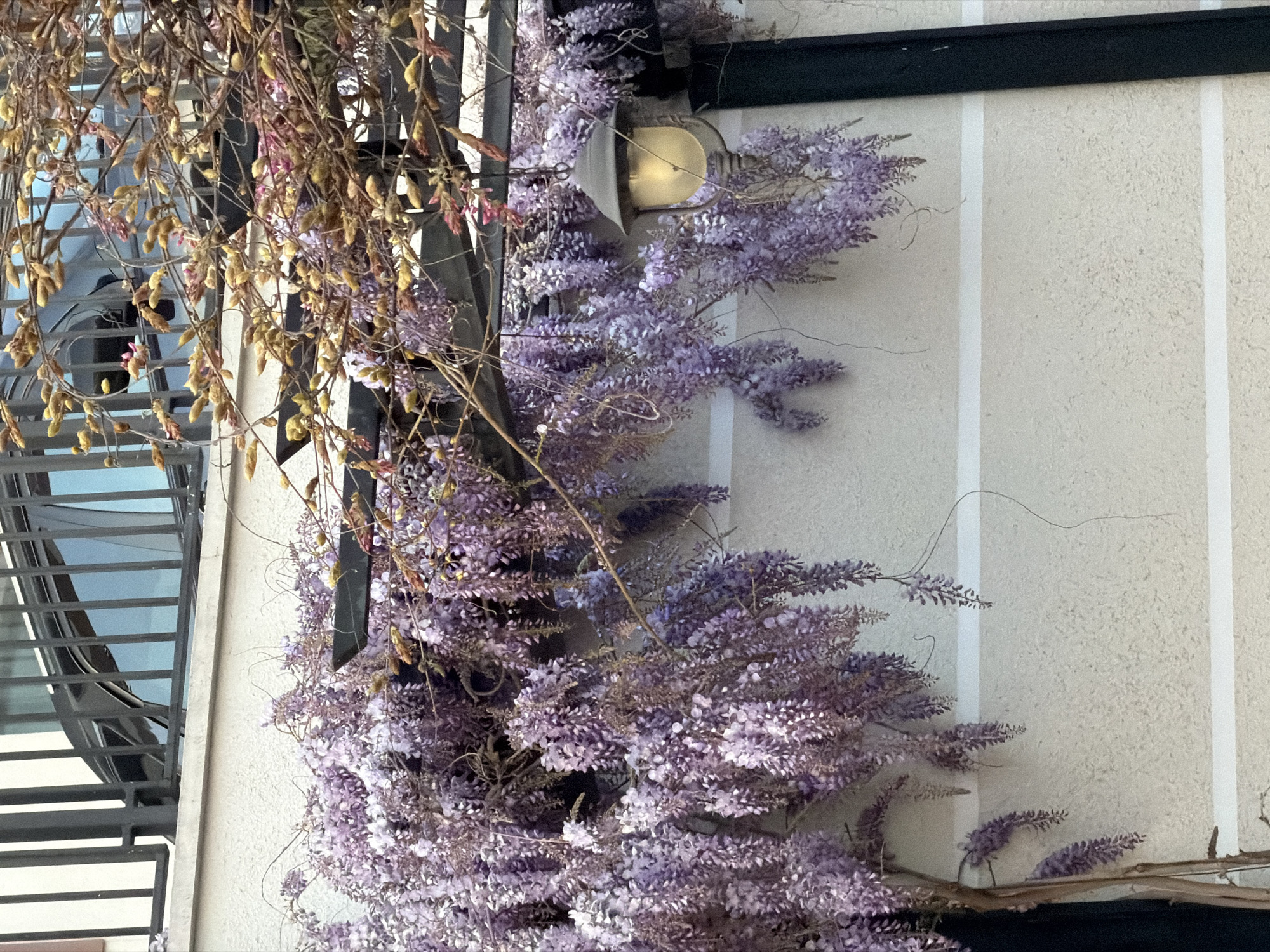A vibrant wisteria vine heavily laden with clusters of delicate lavender-purple flowers intertwines and grows along a building's textured, light beige stucco wall. Mixed among the fresh blooms are numerous dried, light brown seed pods or older flower clusters, particularly noticeable on the left side of the frame. The woody stems of the vine are visible, clinging to the wall.
Mounted on the wall, partially nestled within the wisteria foliage, is an outdoor wall lamp with a metallic, possibly brass or gold-toned, fixture and a glowing bulb that casts a warm, yellow light. The wall itself is adorned with two distinct, narrow vertical white stripes running parallel on the right side.
On the far left, a dark metal structure, appearing to be a fire escape or balcony railing, with multiple horizontal bars, is visible, extending upwards along the side of the building. The scene depicts an exterior view during what appears to be daytime, given the overall illumination, despite the lamp being lit. No people or visible text are present. The location context for this scene is Varna, Bulgaria.