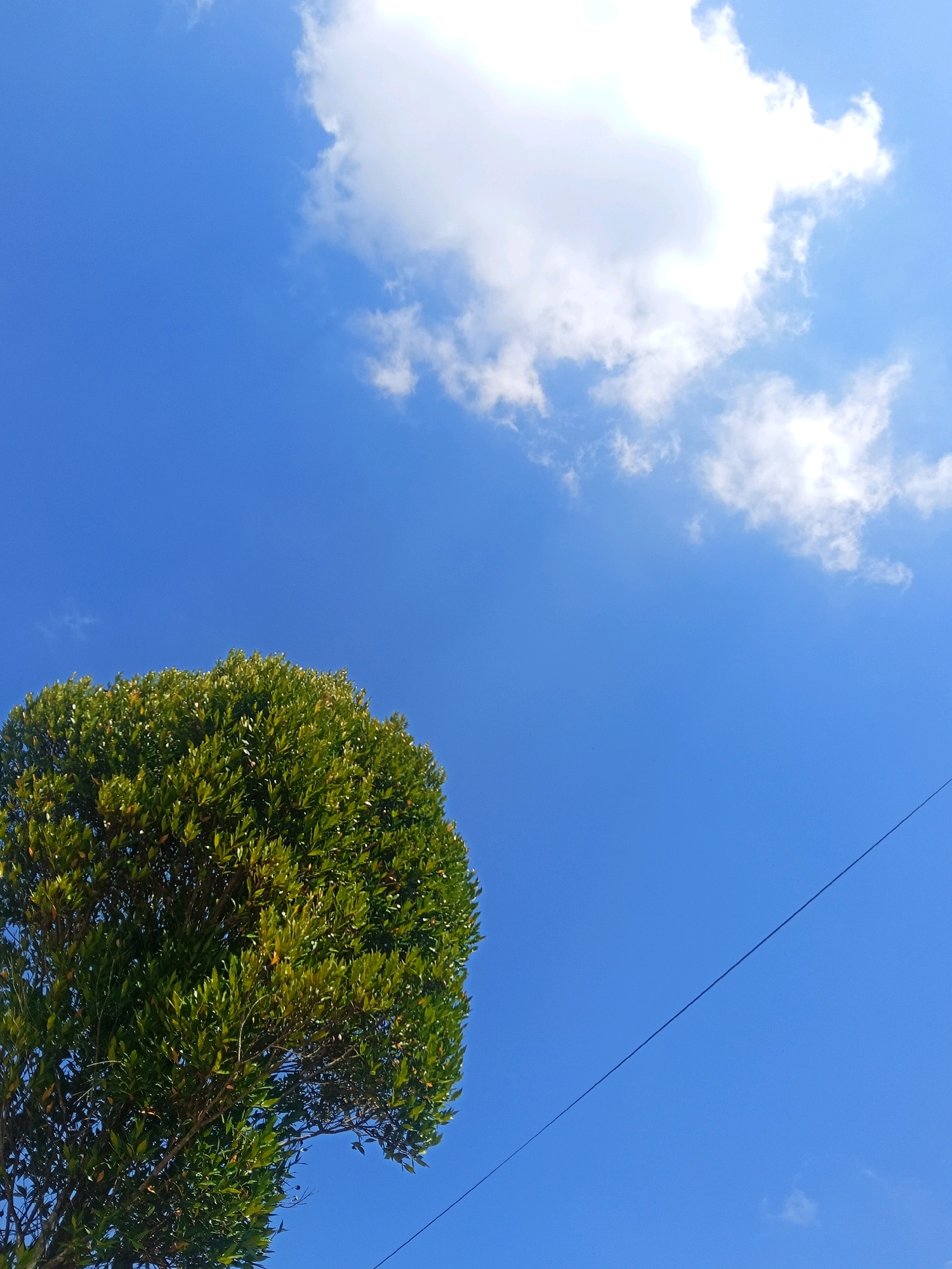 The image captures a vibrant blue sky over Palalang, Indonesia, with a lush green tree occupying the lower left quadrant. A thin, dark line, likely a power line, diagonally bisects the sky from the lower right to the upper right. A fluffy white cloud floats in the upper right portion of the frame, illuminated by sunlight. The foliage of the tree is dense and appears healthy, with sunlight dappling its leaves. The overall scene is tranquil and evokes a sense of a clear, bright day.