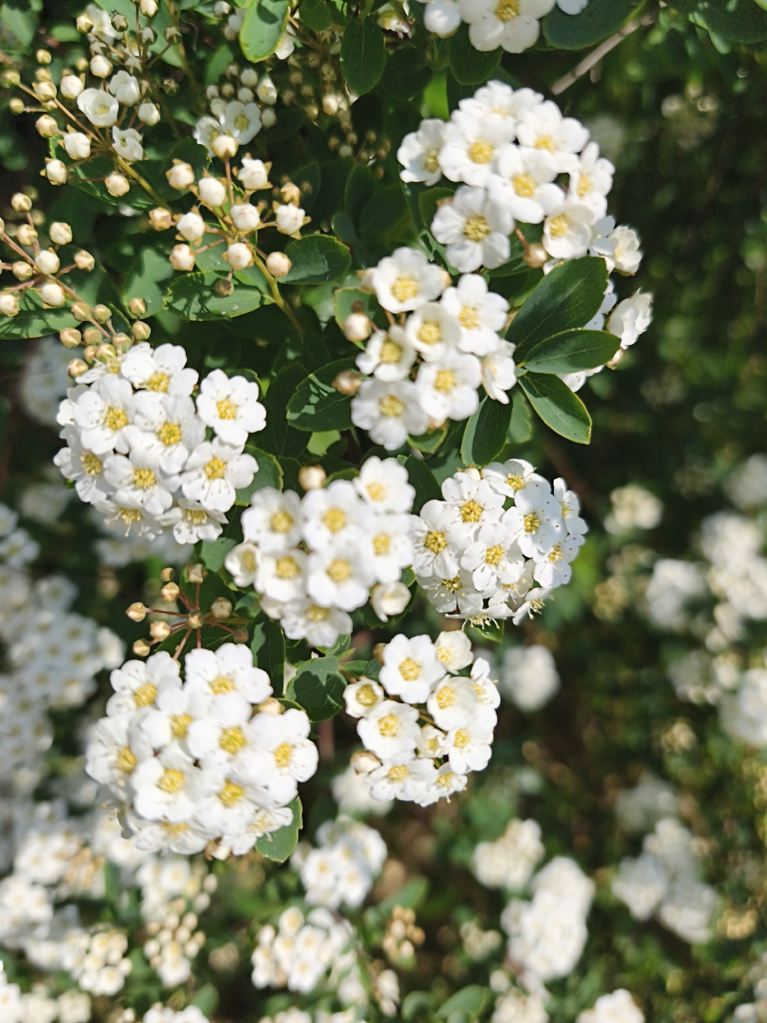 The image displays a close-up of a flowering shrub, predominantly covered in numerous small white flowers. Each flower has five delicate white petals surrounding a prominent cluster of bright yellow anthers in its center, arranged in dense, rounded clusters.
Interspersed among the white blooms are small, ovate green leaves, which provide a lush, verdant contrast. Many unopened flower buds, appearing as tiny, spherical, pale green or creamy-white structures, are visible on the stems, particularly highlighted in the first crop, indicating the plant is in full bloom or nearing it.
The photograph utilizes a shallow depth of field, bringing the flowers and foliage in the foreground into sharp focus, while the background is softly blurred into an indistinct mix of green and white, creating a pleasing bokeh effect. This suggests a natural outdoor setting, such as a garden, park, or wild growth.
The lighting is bright and natural, indicating the photo was taken during the daytime, likely under sunny conditions, which clearly illuminates the white petals and green leaves. There are no people, animals, or artificial objects visible. No text is present in the image. The overall impression is one of natural beauty and vibrant bloom.