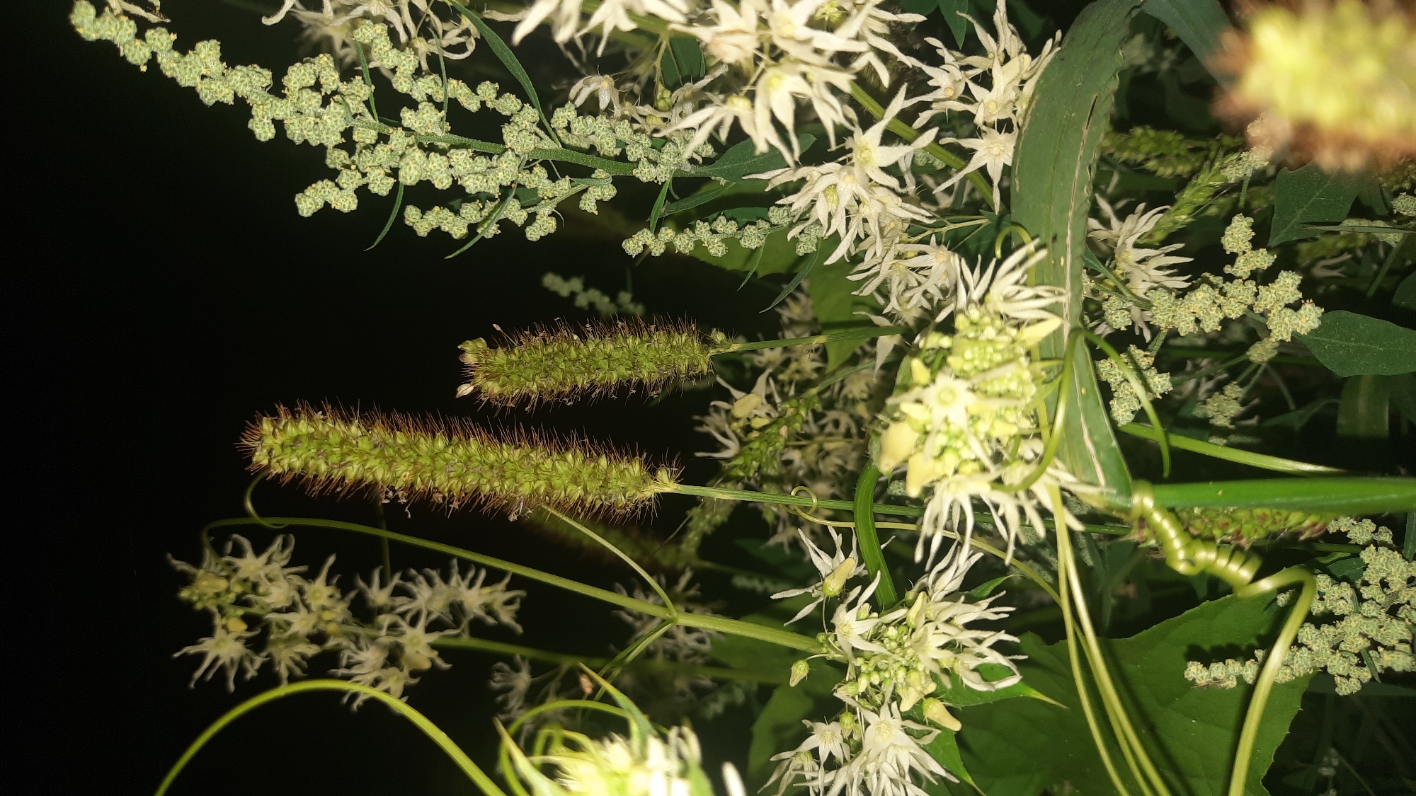 This is a close-up, dimly lit, vertical shot of assorted plants at night. In the foreground, two green, bristly seed heads stand prominently. To the left, delicate white flowers with star-like petals are visible, intertwined with a green vine. In the background, a cluster of small, light green flower buds forms an irregular shape, and more white flowers are scattered throughout the scene. The overall impression is one of a wild, natural setting. There is no indication of a specific location within the city of Шклоў, Belarus, or any human presence.