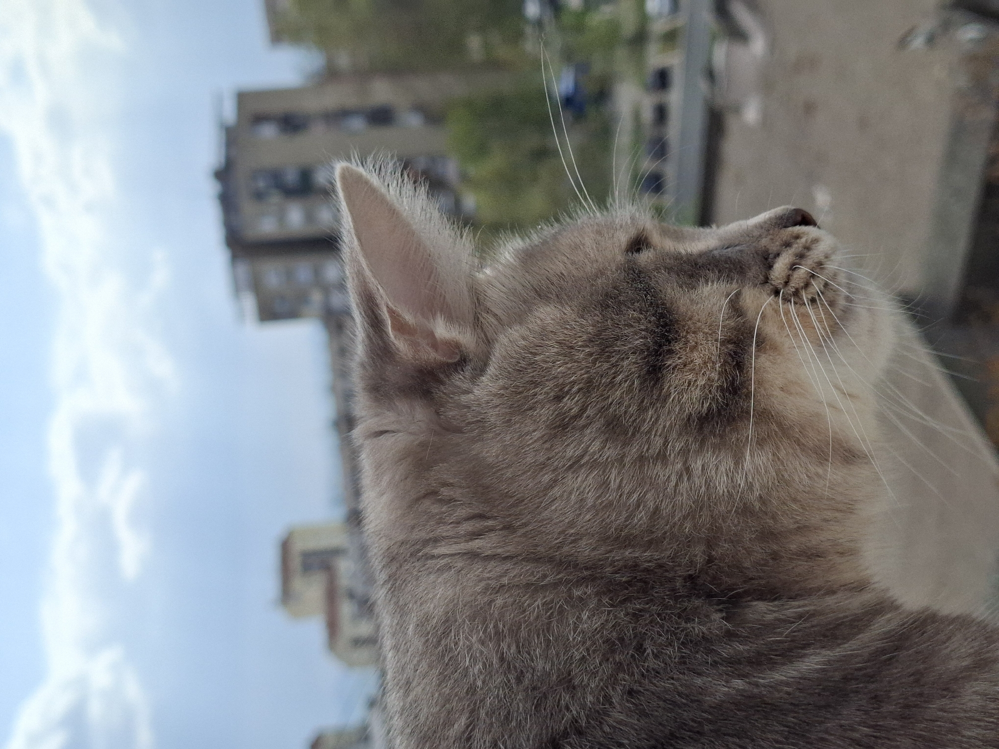 An outdoor, upward-angled shot captures the right side and back of a light brown and grey tabby cat's head. The cat is looking upwards and slightly to its right, with its ear prominently in focus and several long white whiskers visible on its muzzle. Its fur shows varying shades of brown and grey, typical of a tabby pattern, and finer white hairs are visible inside its ear.
The background is significantly blurred, indicating a shallow depth of field. It depicts an urban or suburban environment under a light blue sky with scattered white clouds. Several multi-story buildings, mostly light-colored (beige or grey), are visible in the distance. These buildings appear tilted due to the camera's upward angle. Green foliage, likely from trees, can also be seen interspersed among the buildings. The overall scene suggests a bright daytime setting. The cat's posture conveys a sense of alertness or curiosity, as if observing something above or in the distance. No visible text is present. The location context is Novi Sad, Serbia.