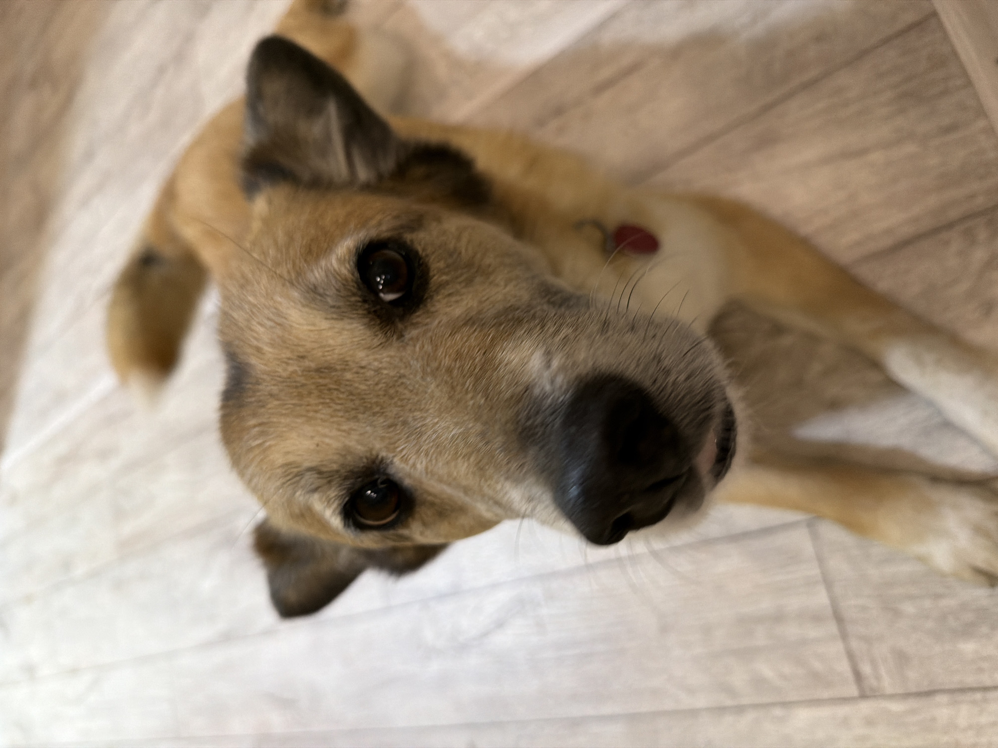 The image shows a close-up of a medium-sized dog with light brown and dark brown fur, lying on a light-colored wooden floor. The dog's face is the primary focus, with its dark brown eyes looking directly at the camera. It has pointed ears and a black nose. The dog is wearing a red collar with a red tag. The background is out of focus, showing more of the wooden floor and a blurred area that may be furniture or another part of the room. The lighting appears to be indoor artificial light. There are no people or other animals visible in the image. The image does not contain any information or visual cues that can be used to determine its location within the city of Petropavlovsk-Kamchatsky, Russia.